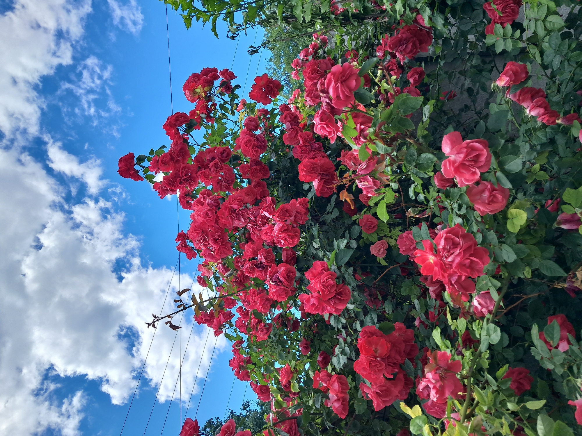 A cluster of red roses blooms against a bright blue sky dotted with white, fluffy clouds. Several black electrical wires are strung across the upper portion of the frame. The roses are dense and full, with some appearing to be fully bloomed and others in bud. Green leaves and stems form a lush backdrop for the flowers. The scene appears to be outdoors, possibly in a garden or park. No people are visible in the image. The overall impression is of a vibrant, natural setting.