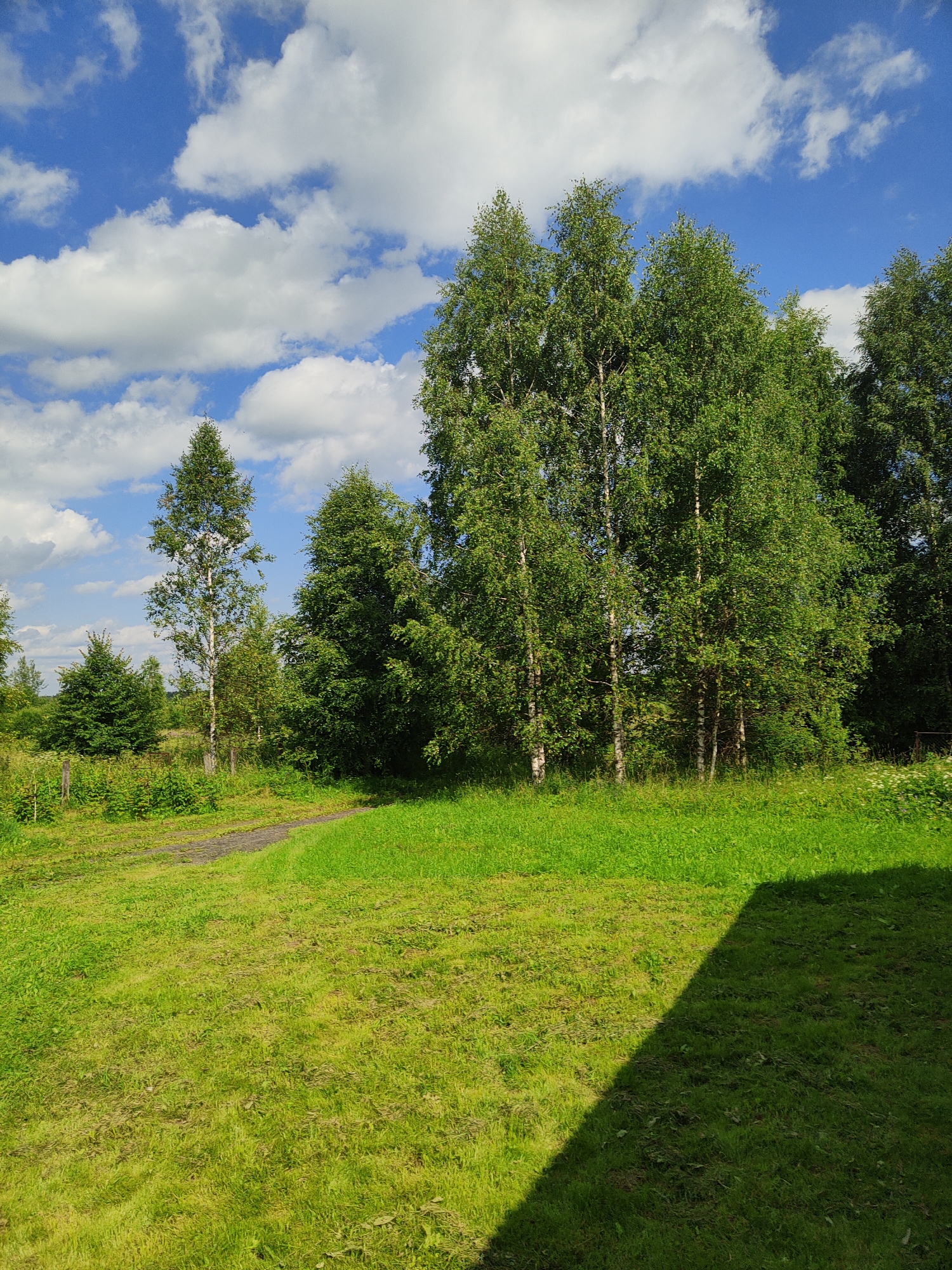 The image depicts a bright, sunny day in a rural setting, likely in Olenino, Russia. The foreground is dominated by a freshly mowed, vibrant green lawn. A dirt path curves through the lawn from the left side, leading towards a wooded area. Beyond the lawn, a dense line of lush green trees forms a backdrop. Among these trees, several tall, slender birch trees with their characteristic white bark stand out. The sky above is a brilliant blue, dotted with fluffy white clouds. The lighting suggests it is midday, with the sun casting a sharp shadow of an unseen object onto the right side of the lawn. There is no visible text in the image. The scene evokes a sense of tranquility and the beauty of a summer day in the countryside.