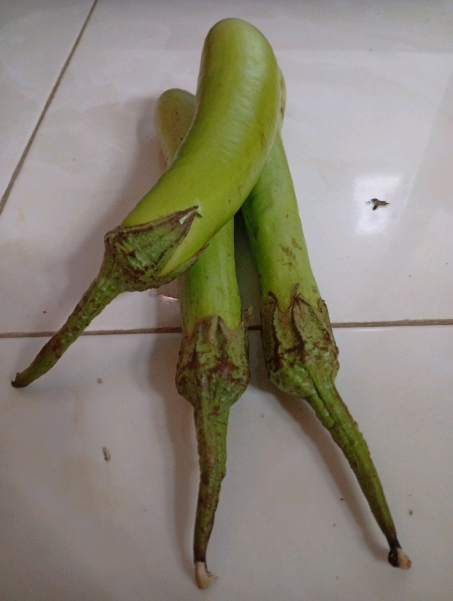 Three long, pale green eggplants are arranged in a cluster on a light-colored tiled surface, possibly a floor or countertop, in Kebondalem, Indonesia. The eggplants have a glossy skin and are tapered at both ends, with the calyx, or leafy cap, still attached to the stem. The tiles are arranged in a grid pattern, with visible grout lines. A small, dark insect, possibly a fly, is visible on the tiled surface to the right of the eggplants. The lighting suggests an indoor environment.