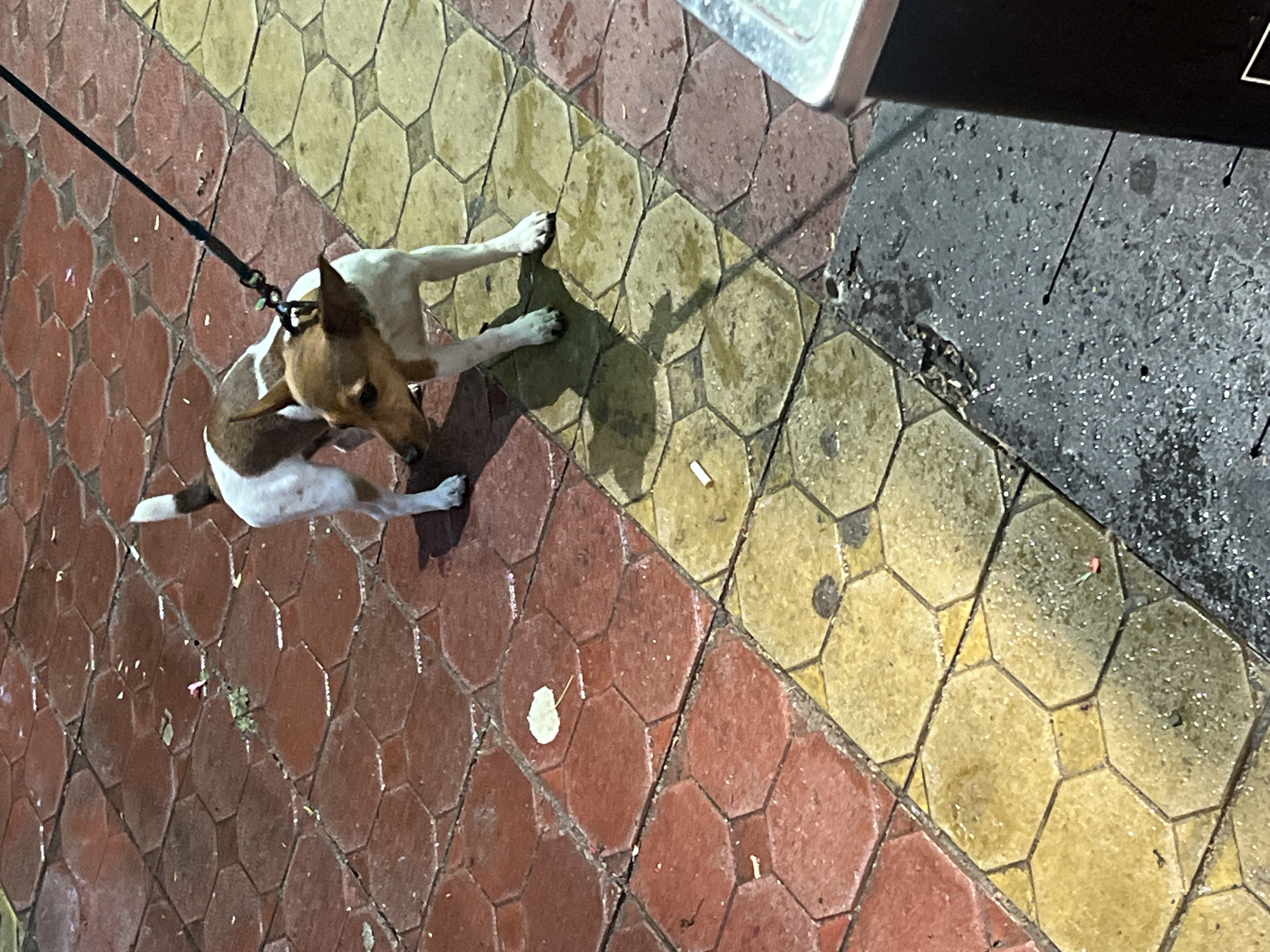 This high-angle shot, taken in Sofia, Bulgaria, captures a small dog on a leash resting on a tiled surface during the evening or night. The dog, primarily white with distinct brown markings on its head, back, and ears, is positioned in the lower-middle of the frame, looking towards the right. It appears to be sitting or lying down, with its front paws extended and its body casting a noticeable shadow. A dark leash is attached to its collar and extends out of view towards the upper left.
The ground is paved with hexagonal tiles arranged in two main color strips: a reddish-brown section dominating the left side and a yellowish-brown section running diagonally across the middle and right. These tiles appear wet and reflective, suggesting recent rain or damp conditions. To the far right, beyond the yellowish tiles, is a darker, rough-textured surface, likely asphalt or concrete, which also exhibits wet patches and light reflections. Scattered on the ground are small pieces of debris, including a couple of white cigarette butts. The artificial lighting creates strong contrasts and highlights the wet surfaces. There is no visible text in the image.