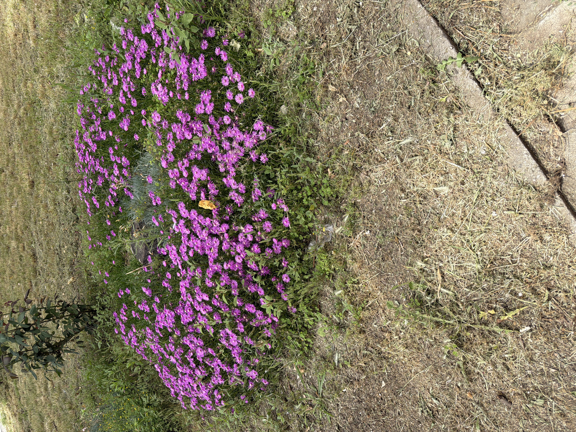 The image captures a patch of vibrant purple flowers, likely Delosperma or a similar succulent ice plant, arranged in a semi-circular formation on a grassy area. A single orange butterfly rests on one of the flowers within the cluster. Behind the flowers, a small, dark-leafed bush is visible, with dry, yellowish grass dominating the background and foreground. The scene appears to be outdoors, possibly in a park or garden within the city of Burgas, Bulgaria, given the presence of mown grass and what looks like a concrete border to the right, suggestive of a public space. The lighting indicates it is daytime, with the sun casting some shadows.
