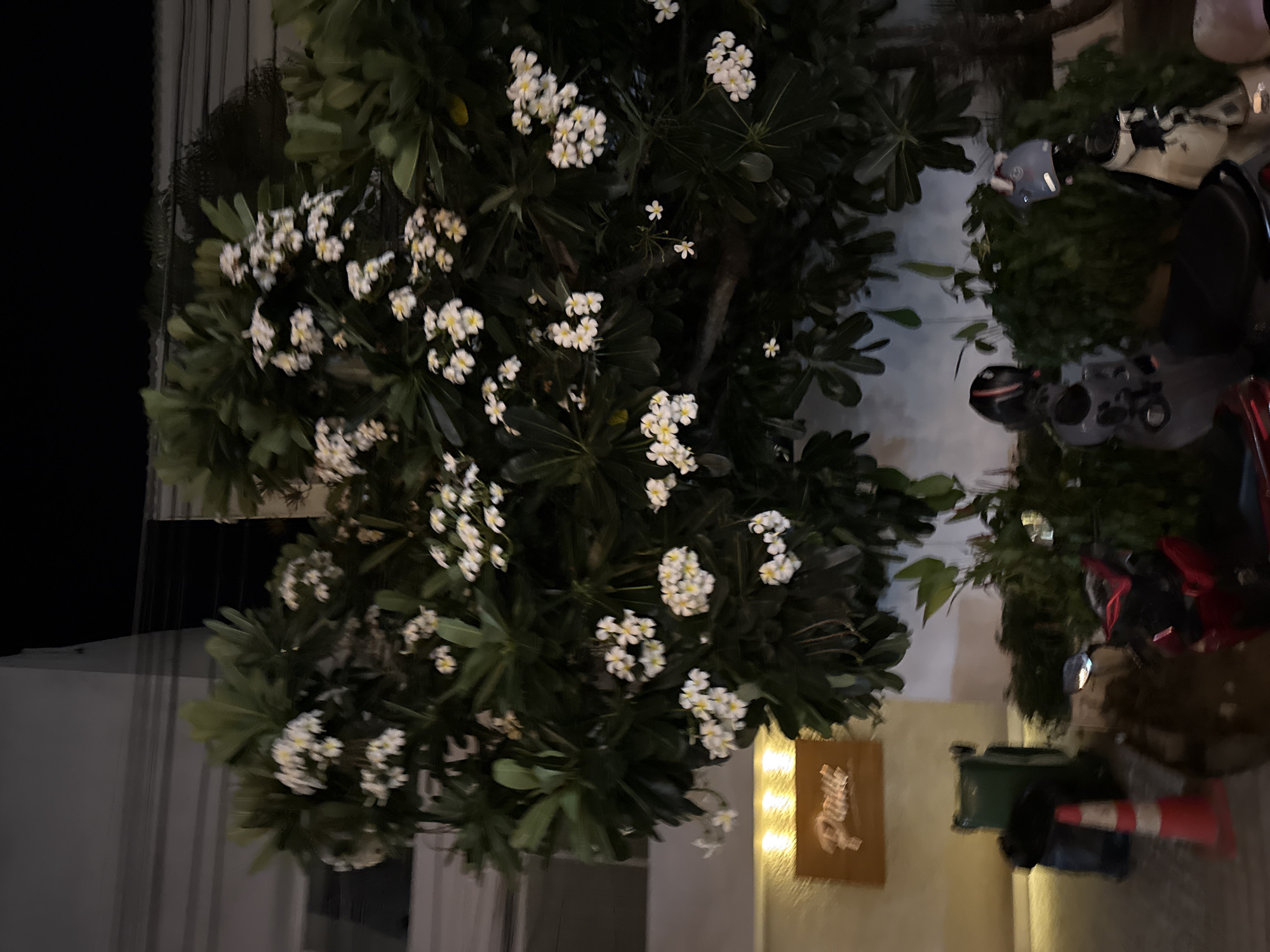 The image depicts a nighttime scene in Baan Bo Phut, Thailand, focusing on a frangipani tree with clusters of white flowers and lush green leaves. The tree is in the foreground, its branches heavy with blossoms. To the right, several parked motorcycles are visible, some with helmets on their seats, suggesting recent activity. The background shows a building with warm, soft lighting emanating from behind a wooden sign. The sign has stylized text on it, which appears to read "Baan" in a script font. A red and white traffic cone is also present near the motorcycles, implying it might be a public or commercial area. The overall atmosphere is serene and slightly tropical, typical of a relaxed evening in a Thai coastal town. There are no people actively engaged in any activity, but their presence is implied by the parked vehicles. The time of day is clearly night, and the lighting suggests fair weather.