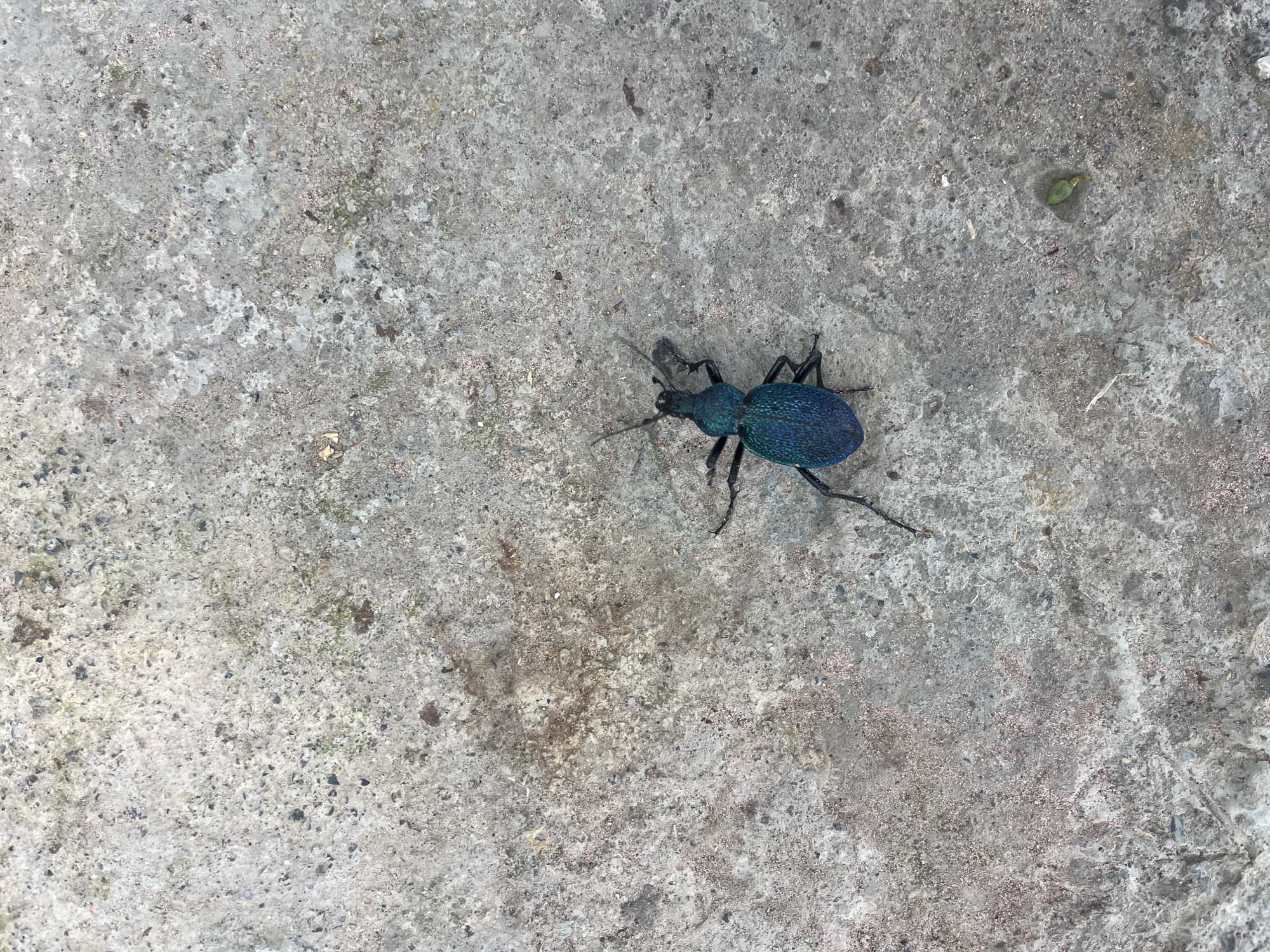 A single, iridescent blue-black beetle is pictured from a top-down perspective, resting on a textured, gray concrete surface. The concrete displays a rough aggregate pattern with variations in color, including lighter gray, darker gray, and some reddish-brown staining, suggestive of weathering or minor debris. The beetle is centrally located in the lower right quadrant of the frame, with its legs splayed. Its body is elongated and segmented, with visible antennae extending forward. The background is solely the concrete ground, which occupies the entire image. There are no people or other discernible objects or features in the scene. The lighting appears to be natural and even, casting no distinct shadows. The environment is urban, consistent with a paved area in Surami, Georgia.