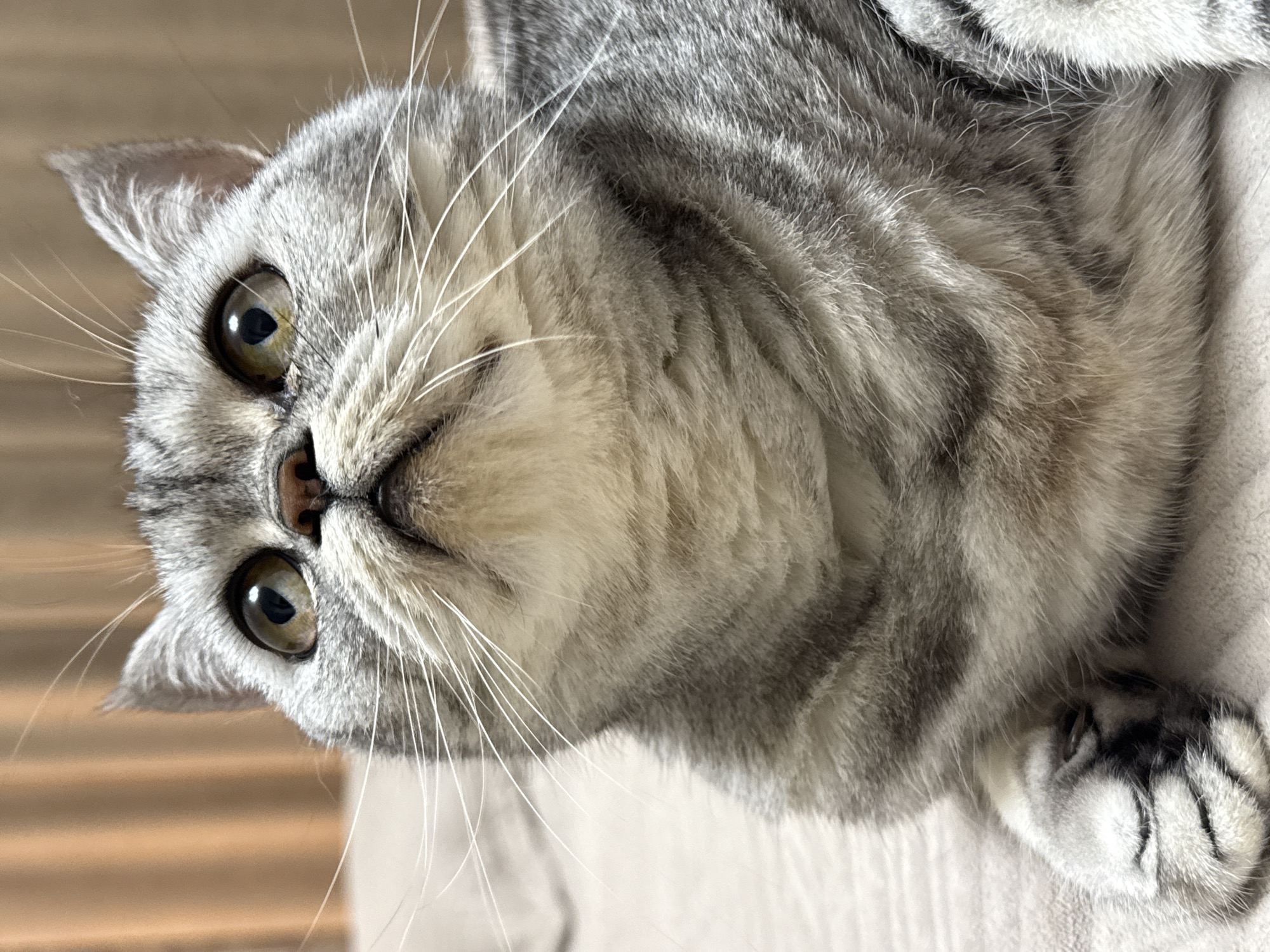 The image shows a close-up of a gray tabby cat with yellow eyes, looking upwards. The cat's fur has distinct dark gray stripes on a lighter gray and white background. Its paws are visible in the lower left of the frame. The background appears to be a blurred interior setting, possibly a room with a curtain or soft furnishing. There is no indication of the city of Chaikovsky, Russia, in this image.