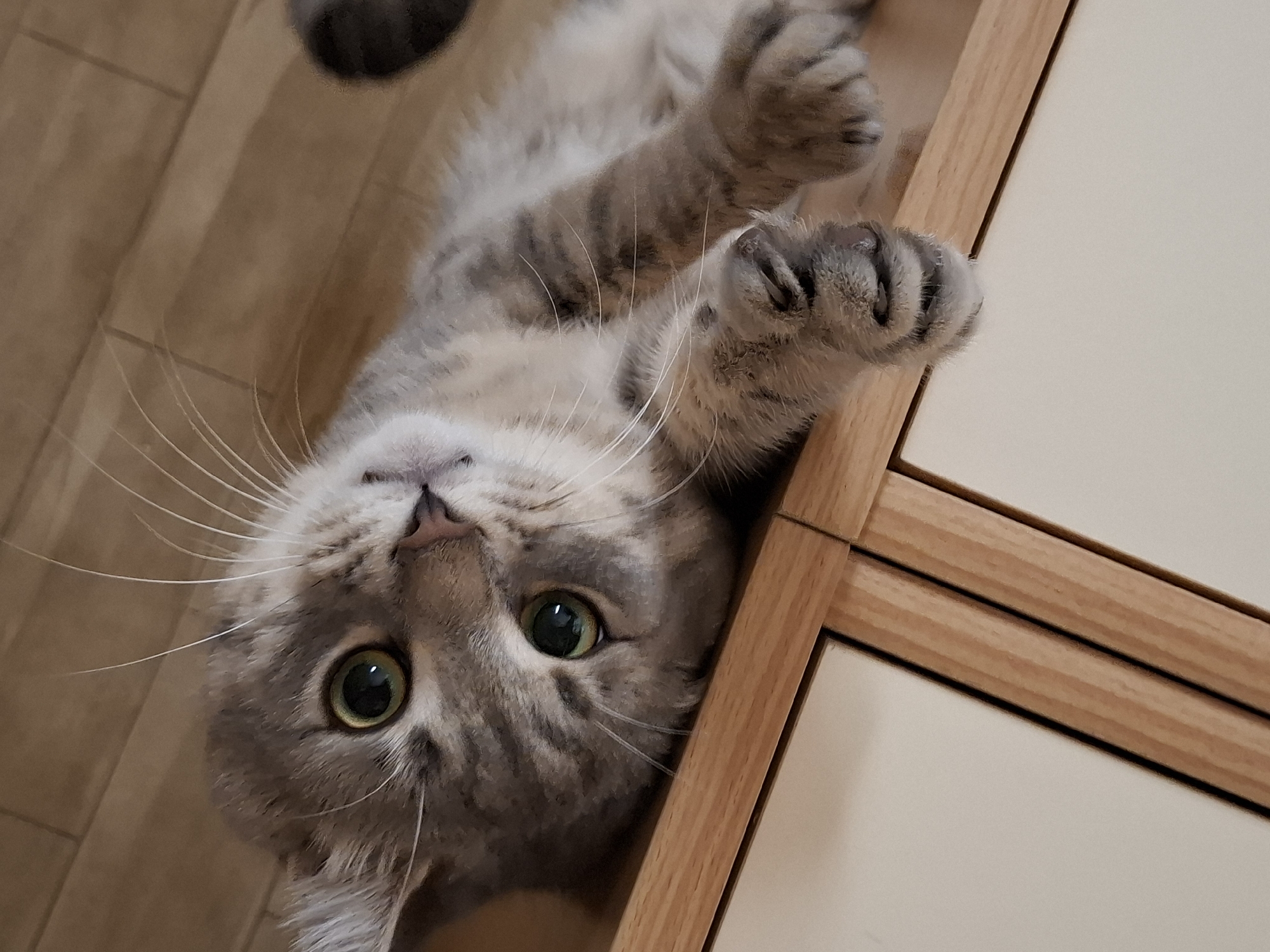 The image captures a domestic cat lying on its back or side, looking directly upwards at the camera. The cat has striking green-yellow eyes, a light grey and brown tabby coat with subtle stripes visible on its fur, particularly on its face and legs. Its long, white whiskers fan out from its snout, which features a pink nose and a slightly open mouth.
The cat's front paws are extended upwards, with its claws partially visible, suggesting a playful or curious posture. Its attention is fully directed towards the viewer. The background consists of a light brown wooden floor with visible grain, on which the cat is resting. To the right side of the frame, there is a piece of light-colored furniture, possibly a cabinet or door, featuring a light wooden frame and a plain, cream-colored panel. The perspective is an overhead shot, with the cat's head inverted. The overall scene suggests an indoor, domestic setting. No text is visible in the image.