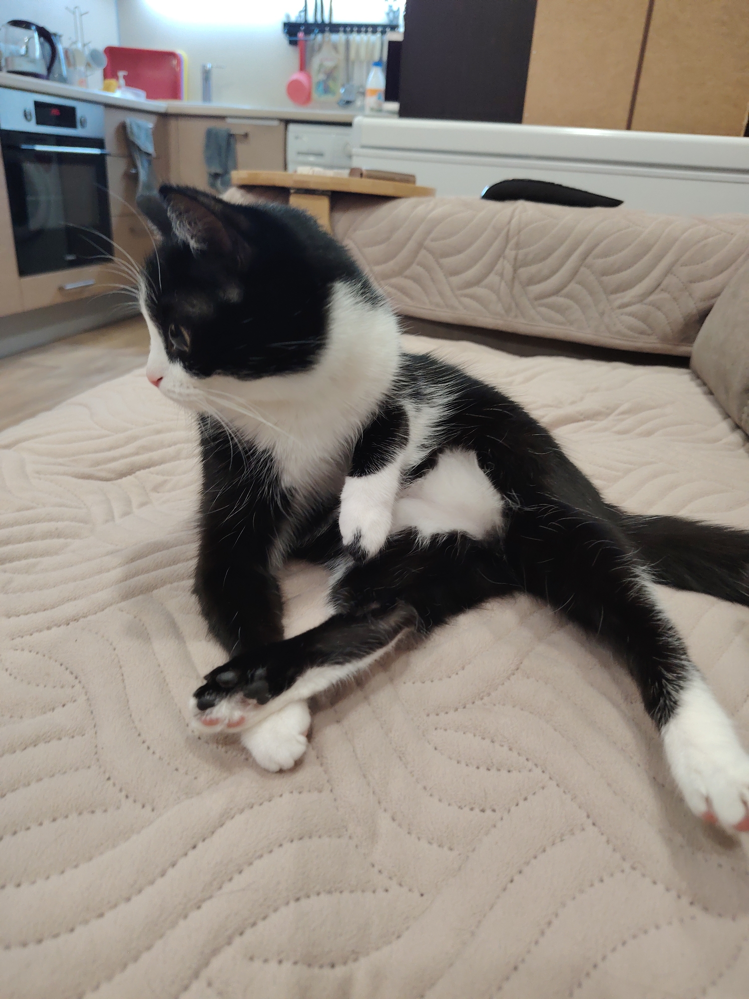 A black and white cat is seated in the foreground, facing towards the left side of the frame with a focused yet relaxed expression. The cat has a striking tuxedo pattern, featuring black fur covering its back, head, and tail, contrasted with white fur on its chest, belly, paws, and face. Its nose is a soft pink, and prominent white whiskers fan out from its muzzle. The cat's front paws are daintily crossed, and it rests on a light beige or tan quilted blanket that covers what appears to be a couch or bed.
In the background, a domestic kitchen is visible, suggesting a home setting. The kitchen features light wooden cabinets and countertops. A modern built-in oven with a dark glass door is prominent, along with a silver electric kettle on the counter. Various kitchen utensils hang on a rack, some with red and black handles. A red cutting board or tray, a white soap dispenser, and a white bottle (possibly containing milk or a beverage) are also discernible on the countertop. The overall lighting suggests an indoor environment, possibly artificial lighting given the glow from the kitchen area. No discernible text is visible on any objects.