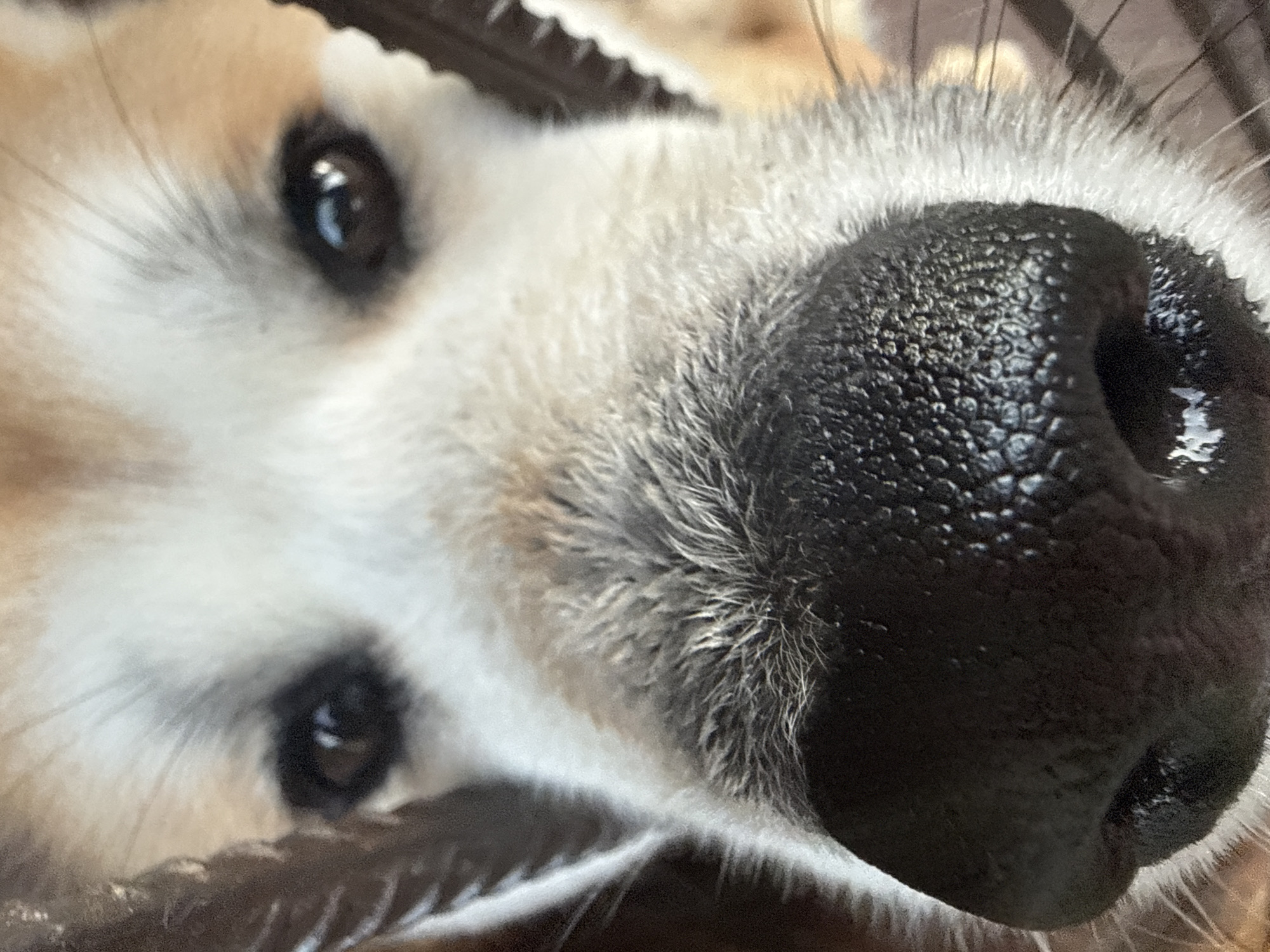 This is a close-up, low-angle photograph of the face of a dog. The dog's nose, prominently in the foreground, is black and textured with many small bumps. Its eyes, dark and reflective, are visible above the nose, with a hint of white fur around them. The fur on its face is a mix of white and tan, with some longer, lighter-colored hairs around the nose. The background is blurred and appears to be a warm, neutral tone, suggesting an indoor setting or soft natural light.