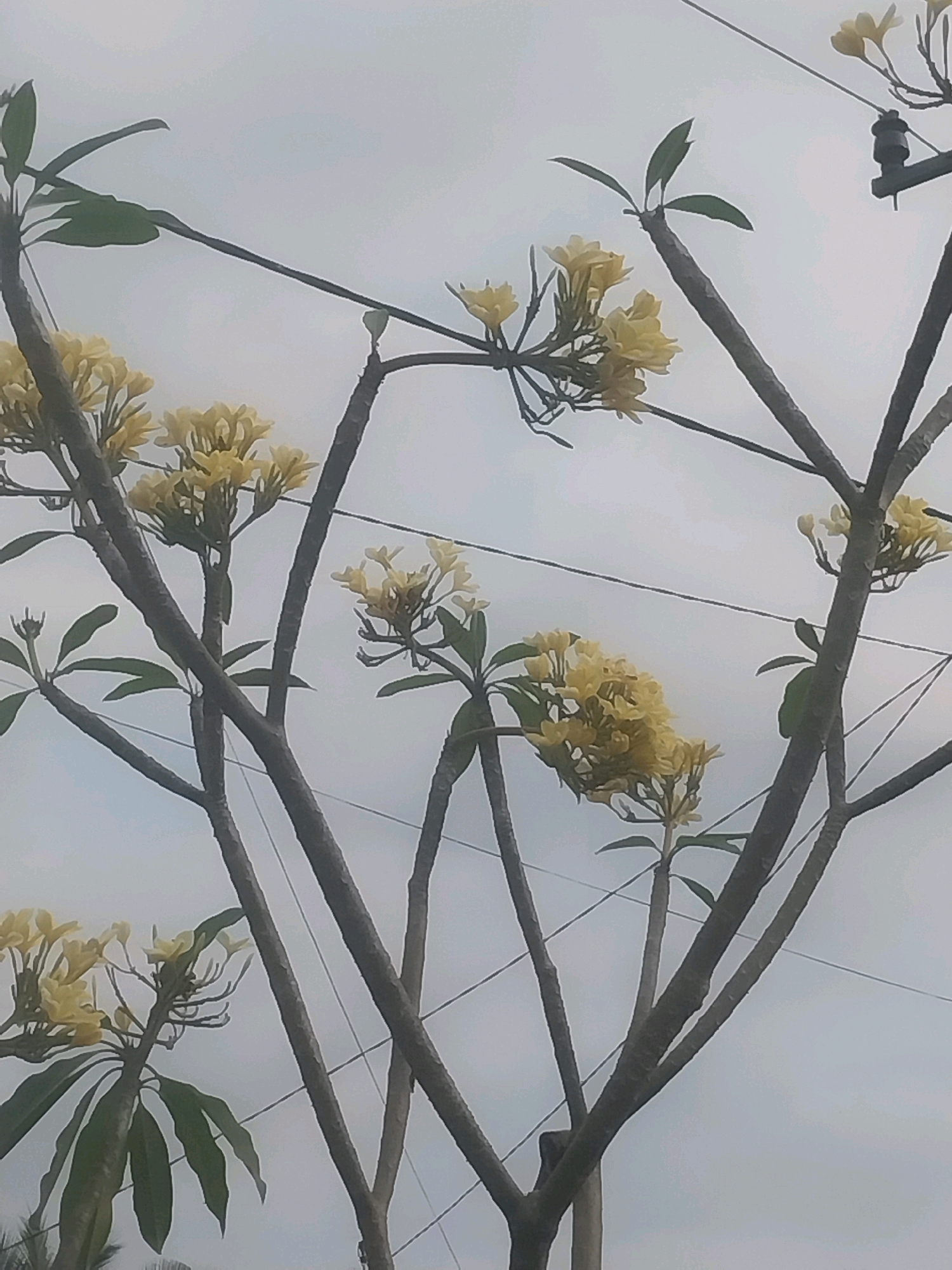 A low-angle, slightly blurry photograph captures several branches of a frangipani tree bearing clusters of pale yellow flowers and green leaves. The tree branches, devoid of bark, are greyish-brown and spread out against a hazy, light grey sky. Thin, dark electrical wires crisscross the frame horizontally at various heights, with a portion of a wooden utility pole visible on the right side of the image, also supporting one of the wires. The overall impression is of a slightly overcast day in an outdoor setting. The image appears to have been taken in Sidodadi, Indonesia. There are no people or animals visible in the photograph.