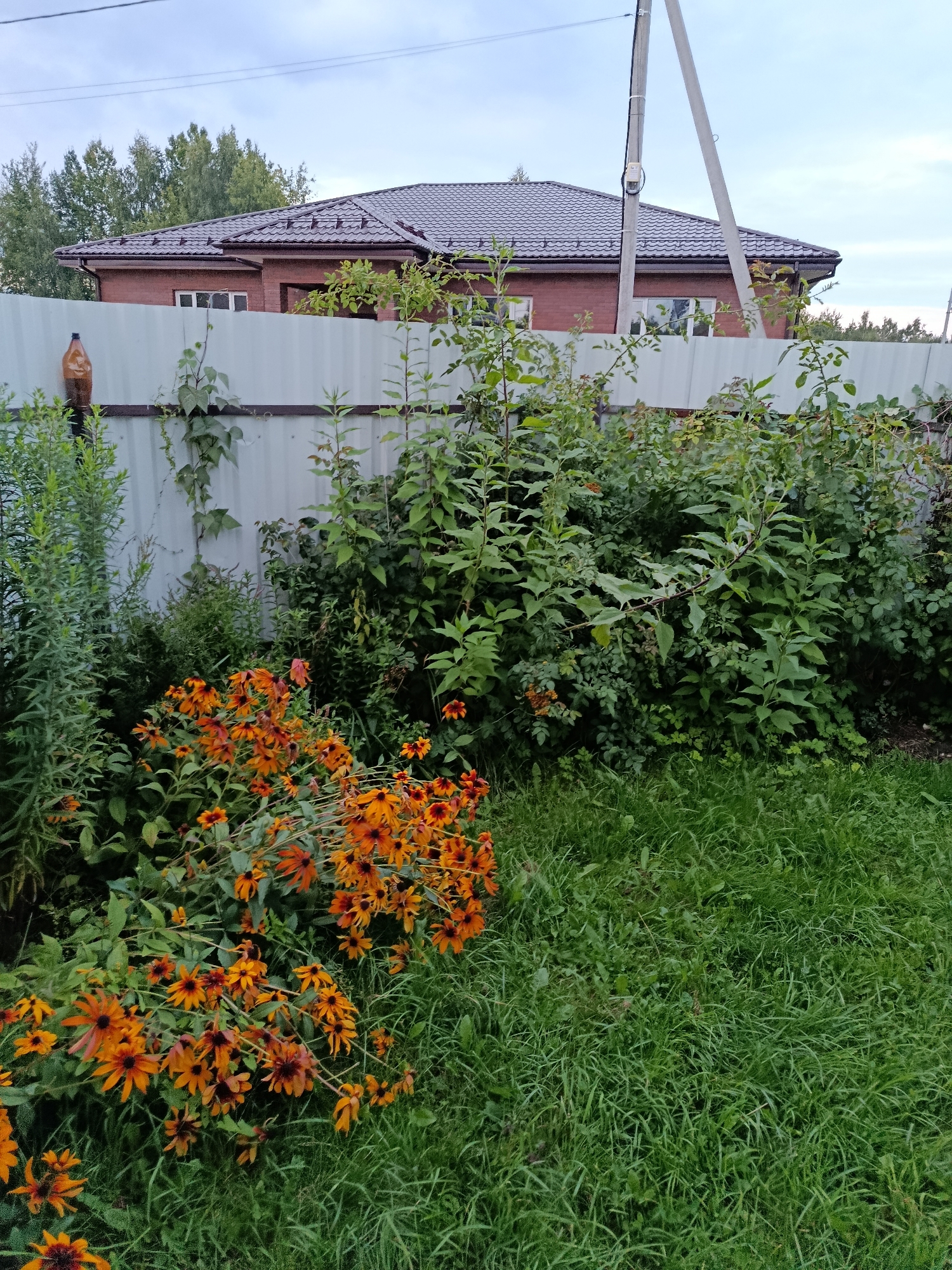 In Verea, Russia, a suburban scene unfolds under an overcast sky. A light gray metal fence runs horizontally across the midground, separating a lush green lawn in the foreground from a densely planted garden and a red brick house in the background. The house features a dark gray tiled roof and visible white-framed windows. A tall utility pole stands to the right of the house, with wires extending to the left. A brown plastic bottle is affixed to a post on the left side of the fence. The garden is a thick tangle of various green plants and bushes, with a prominent cluster of orange and black-eyed Susan flowers in the lower left quadrant. The grass in the foreground is unevenly cut and appears somewhat wild.