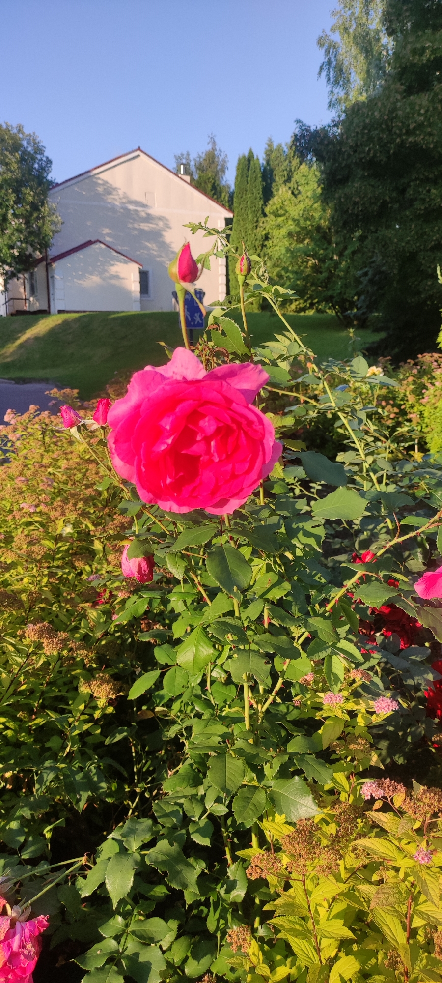 In Rosinka, Russia, a vibrant pink rose blooms in a garden, with a large, fully opened flower dominating the foreground. The rose bush has lush green leaves and thorny stems, with several buds also visible. Behind the rose, a modern, light-colored house with a red-tiled roof sits on a gently sloping lawn. The house has several windows and a small extension. The scene is set against a backdrop of mature green trees and a clear blue sky, bathed in the warm, golden light of what appears to be early morning or late afternoon sun. A small, dark signpost with blue pictograms is also present near the rose bush. The ground around the garden is paved.