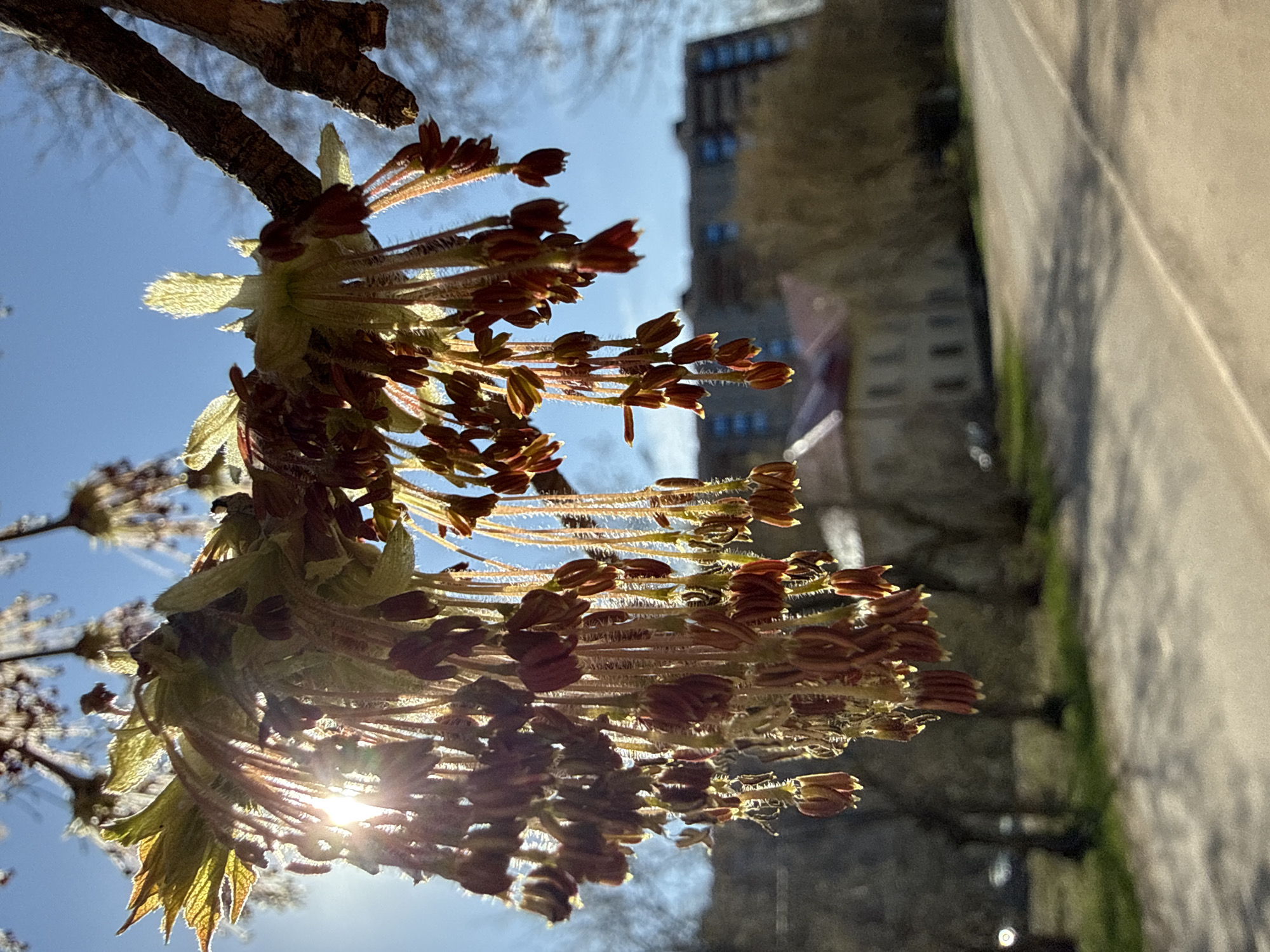 The image shows a close-up of tree flowers, likely maple, with reddish-brown buds hanging from thin stalks. The sun shines through the foliage, creating a bright flare. A tree branch is visible at the top of the frame, silhouetted against the blue sky. In the background, out of focus, are buildings, a street and other trees. Given the prompt, it's likely the scene is in Dmitrov, Russia, but there is no direct evidence of this within the frame. There are no people visible.