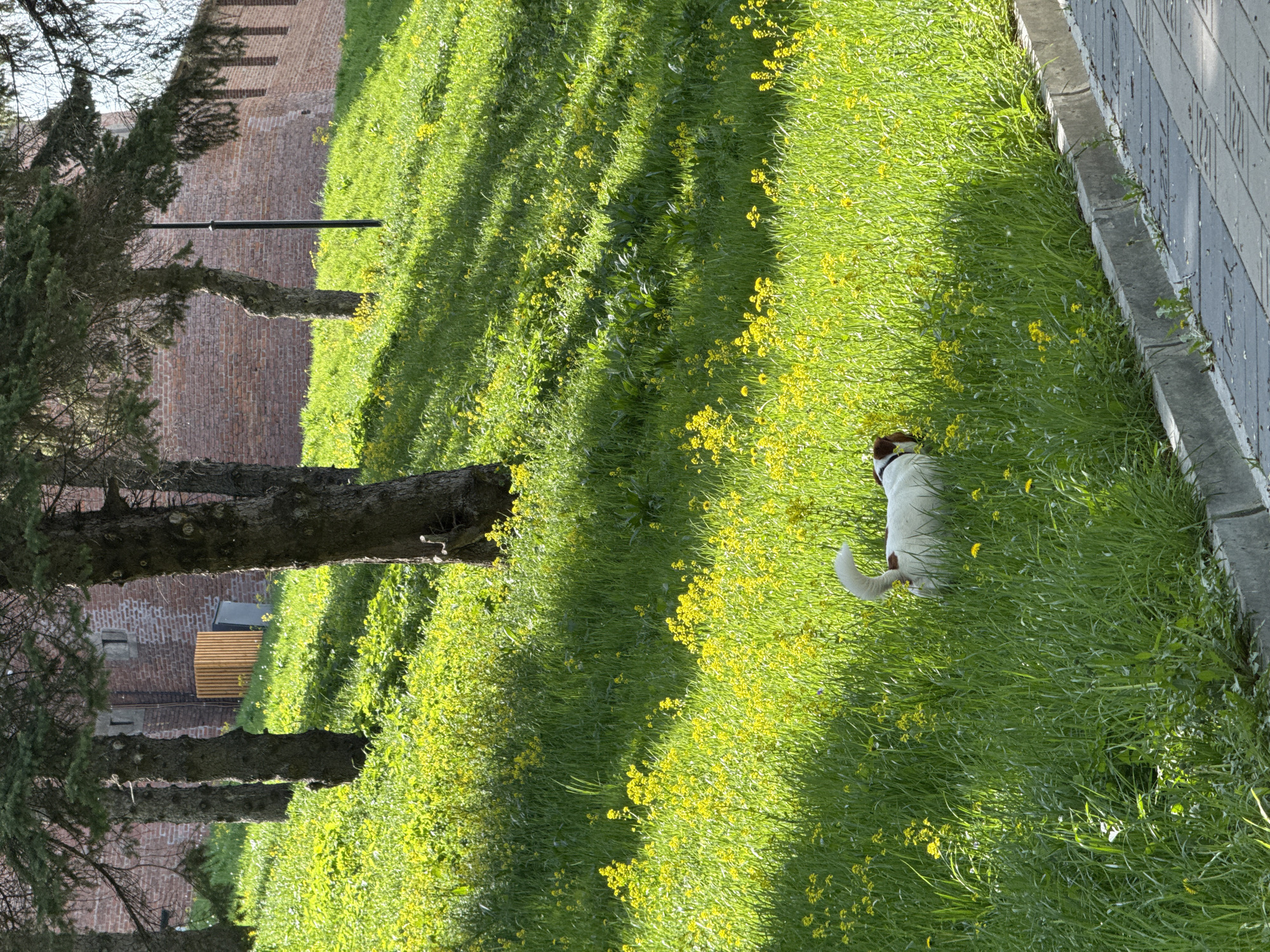 The image depicts a park in Nizhny Novgorod, Russia, beside a brick wall structure and trees. There is a dog with a white and brown coat in the green field, which is interspersed with yellow flowers. A paved walkway edges the field. A section of the wall can be seen through the trunks of the trees.