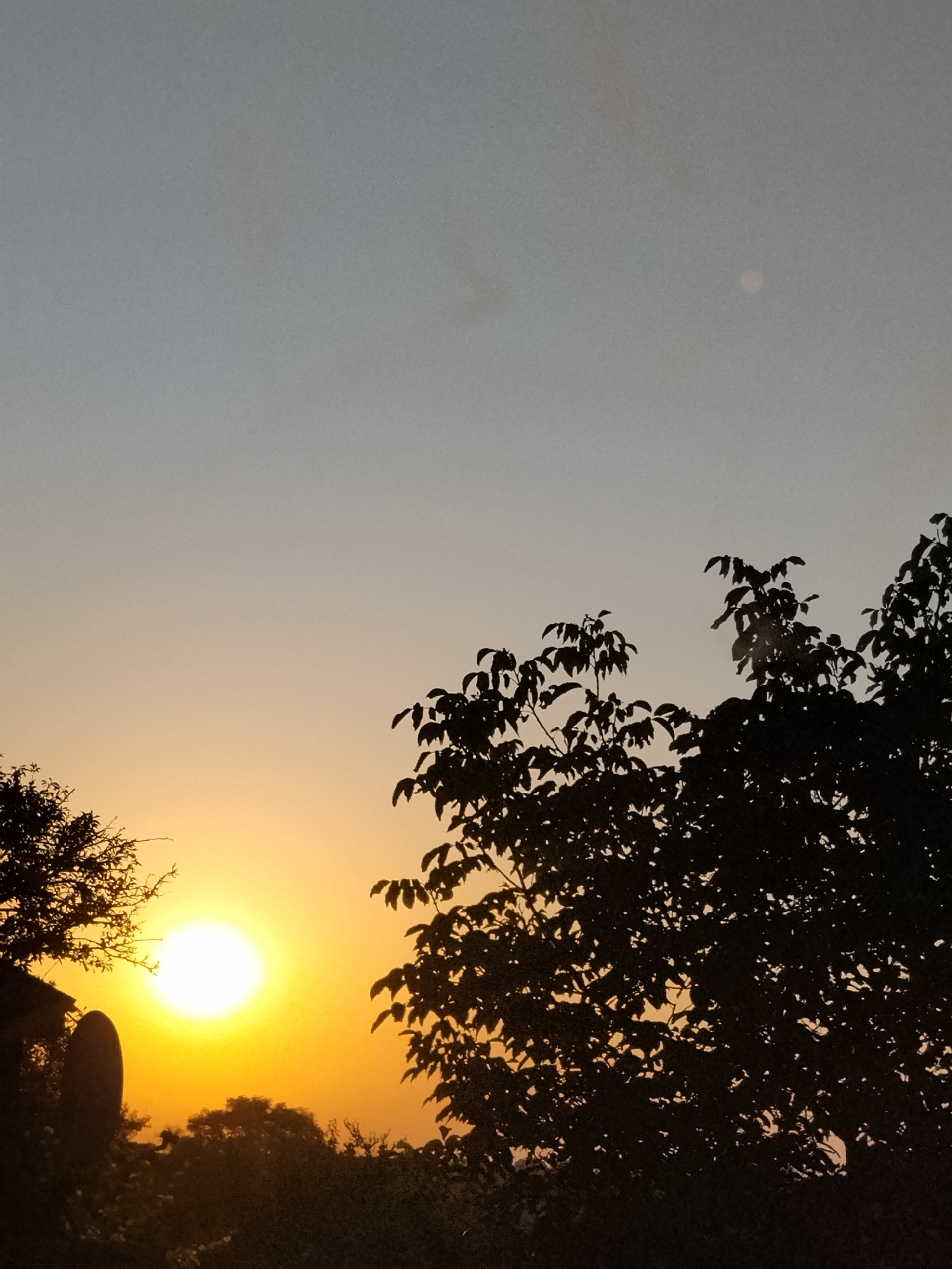 The image depicts a sunset scene in Ustyvytsia, Ukraine. The sun, a bright orb of white and yellow light, is positioned in the lower left quadrant, casting a warm glow that transitions into orange and then a pale blue in the upper sky. Silhouetted against the vibrant sky are the dark shapes of trees and foliage, their leaves and branches creating intricate patterns. A tall, dark, oval-shaped object stands in silhouette to the left of the sun. The overall impression is one of a serene and natural landscape at dusk.