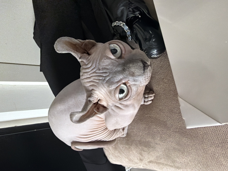 The image displays a hairless Sphynx cat in a domestic interior setting within the city of Tel-Aviv, Israel. The cat, characterized by its light pinkish-gray wrinkled skin and prominent light blue-green eyes, is situated on a light brown, textured upholstered surface, likely a sofa or cushion. Its large ears are erect, and its tail is partially visible, curled along its left side. The animal's direct gaze is fixed forward, towards the observer. To the right of the cat's head, a shiny black patent leather shoe, possibly a loafer or boot, is present, featuring a silver-colored chain-link embellishment and a partially visible "MONCLER" brand inscription on its sole or side. A corner of a flat, white object occupies the lower right foreground. The background consists of dark fabric elements contrasted with a vertical light-colored surface.