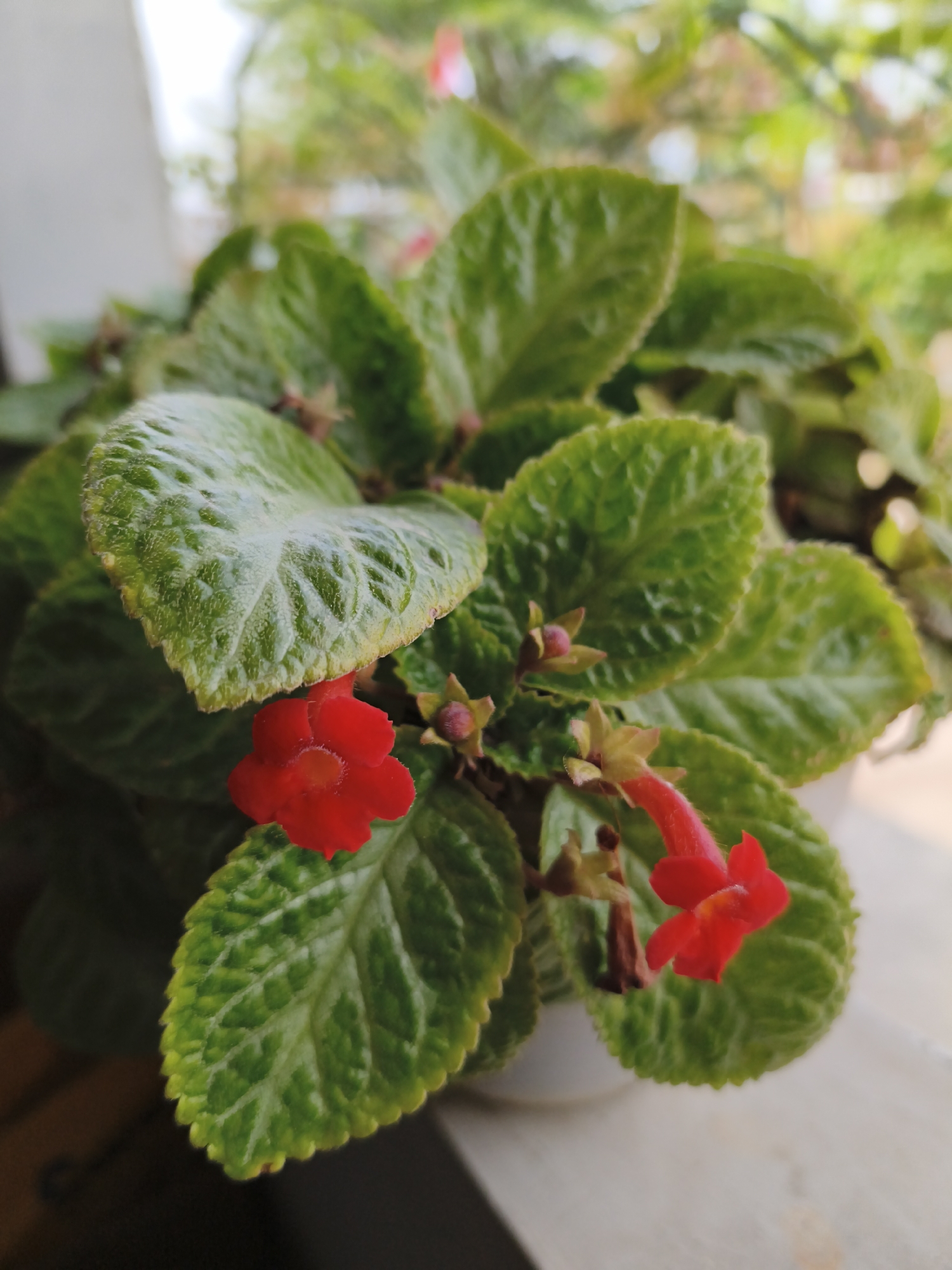 In Bandar Lampung, Indonesia, a close-up shot captures a vibrant red Episcia cupreata flower blooming amongst its textured green leaves. The plant is likely situated on a windowsill or a ledge, as suggested by the diffused light and blurred background indicative of an outdoor environment. The focus is sharp on the delicate petals of the flower, revealing its intricate structure and bright crimson hue. The leaves, characterized by their velvety texture and distinct venation, form a lush backdrop to the blossoms. The lighting appears to be natural daylight, creating a soft glow on the foliage and petals. The overall scene conveys a sense of natural beauty and tranquility within an urban setting.