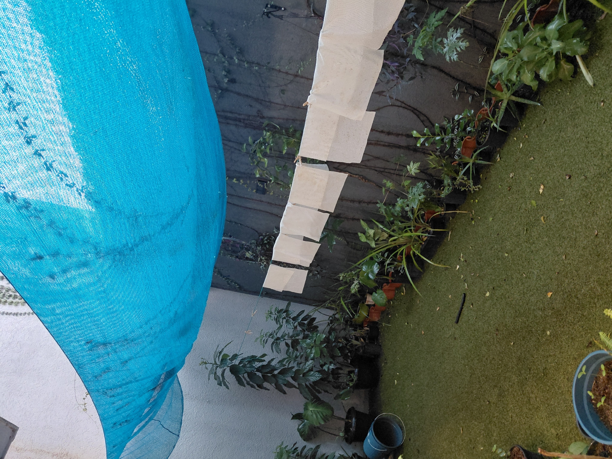 A small, enclosed outdoor patio area in Encarnación, Paraguay, is depicted. The ground is covered in artificial turf, and several potted plants of varying sizes and types are arranged along the perimeter. A large, bright blue shade cloth is stretched across the top of the area, providing cover. In the background, a dark gray textured wall is visible, with a clothesline strung horizontally across it. Several white cloths or towels are hung on the clothesline, secured with clothespins. The overall impression is of a functional, possibly residential, outdoor space.