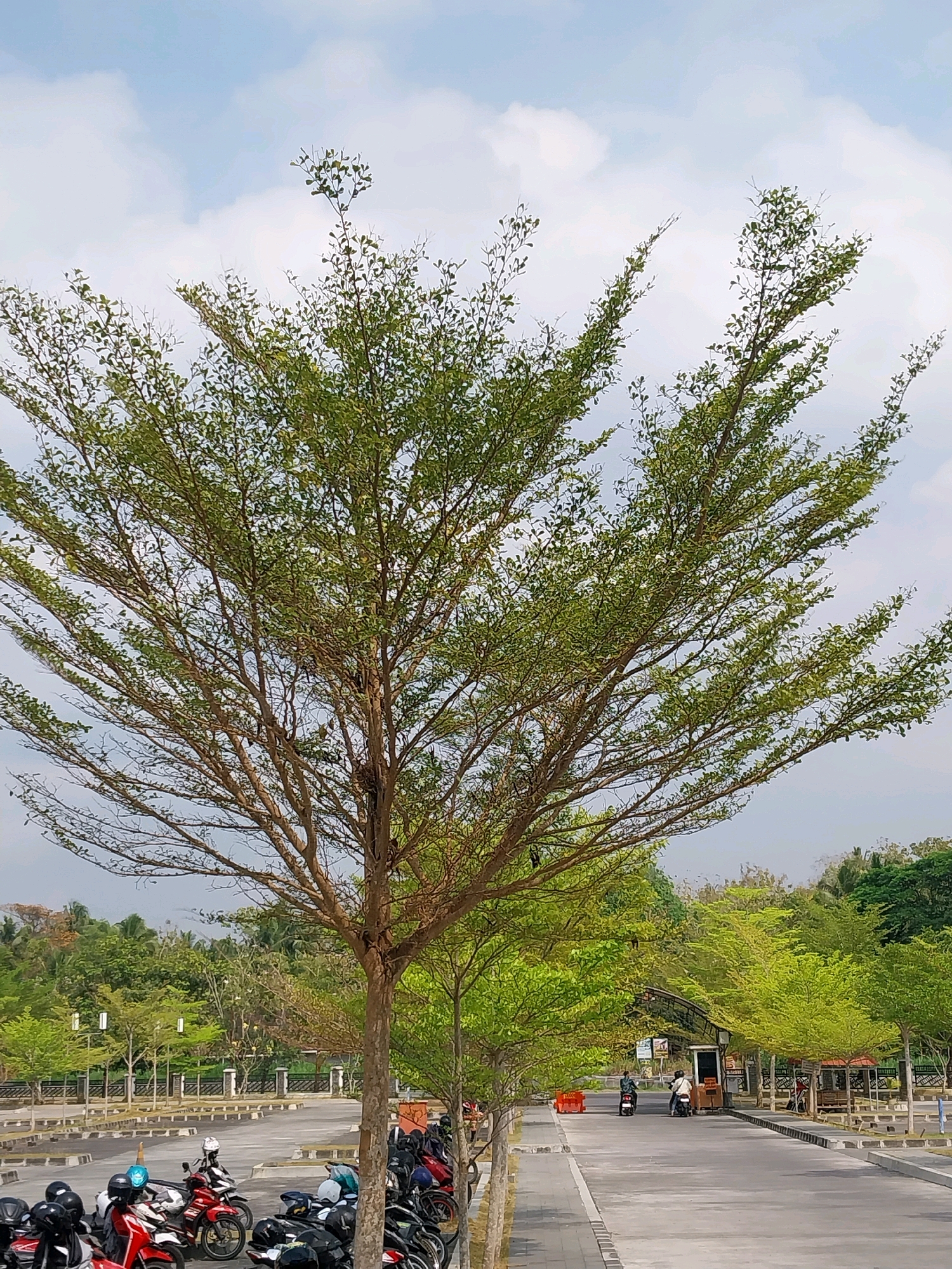 The image shows a parking lot in Wates, Indonesia, with a line of motorcycles parked on the left. A large tree with sparse green leaves dominates the center of the frame, its branches extending outwards. In the background, a road curves to the right, with two people on motorcycles riding away from the viewer. On the right side of the road, there are several covered seating areas and more trees with vibrant green leaves. The sky above is a light blue with scattered white clouds. The overall scene suggests an outdoor public space, possibly a market or a recreational area, during daylight hours.