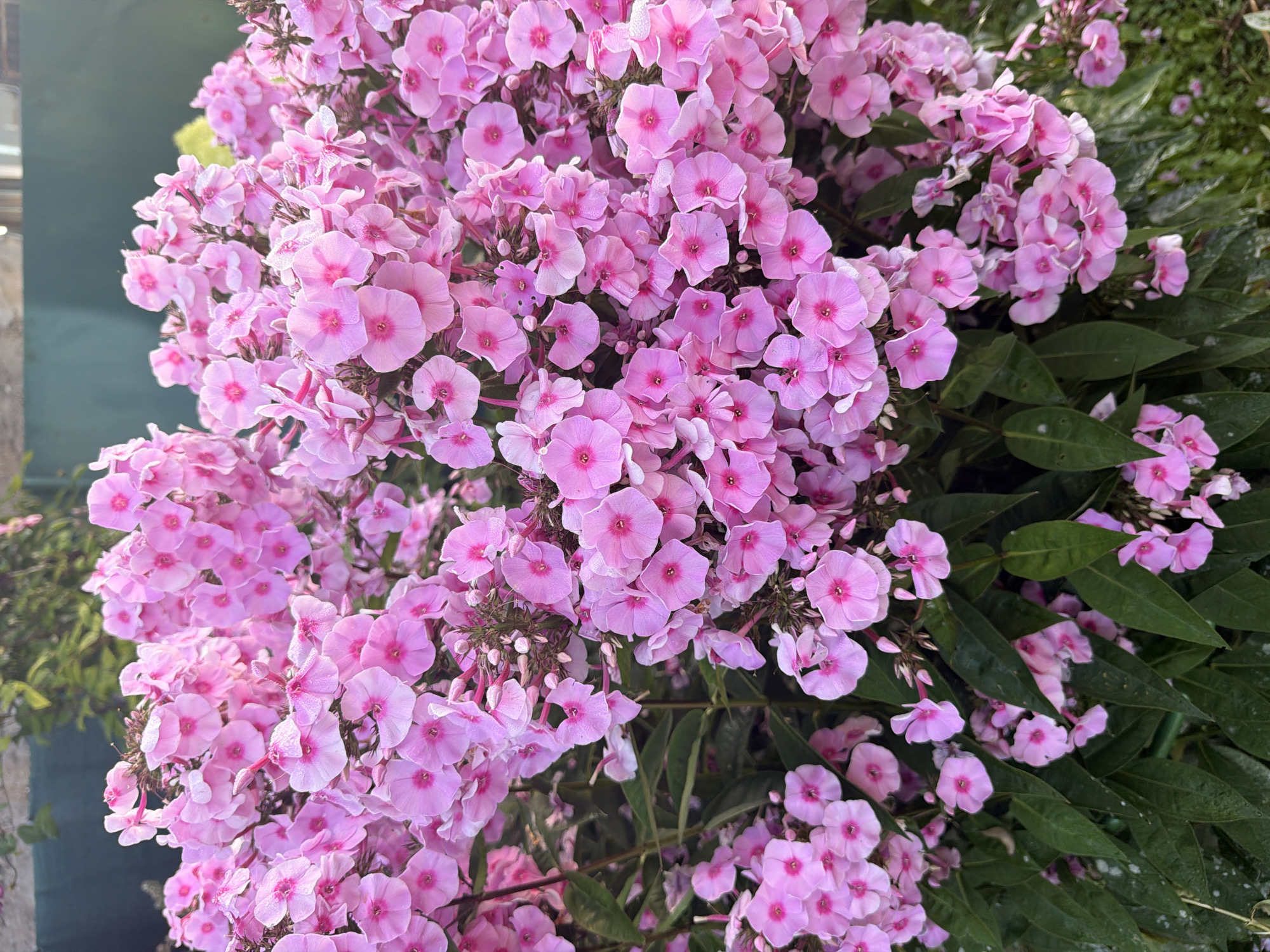 A dense cluster of bright pink phlox flowers is in full bloom, with individual blossoms exhibiting five petals and a darker pink center. The flowers are clustered together on stems, creating a voluminous and textured display. Dark green leaves are visible beneath and interspersed among the flowers, providing a contrasting backdrop. The scene appears to be outdoors, likely in a garden setting, with a hint of a blurred green fence or wall in the background. The lighting suggests it is daytime, possibly late afternoon, with some soft highlights on the petals. This photograph captures the vibrant beauty of the phlox flowers in a natural setting.