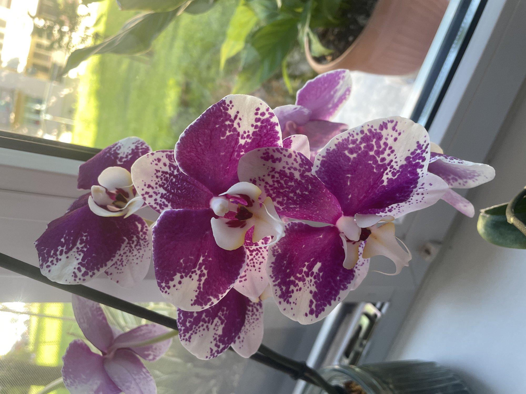 An indoor shot shows a cluster of phalaenopsis orchids with white petals splotched with vibrant purple, positioned on a windowsill. The flowers are in focus, with a blurred background suggesting a view through a window. Beyond the window, a sunlit green lawn and a building with balconies are visible, hinting at an urban setting. A potted plant with large green leaves sits to the right of the orchids, adding to the indoor garden atmosphere. The scene suggests a domestic environment, possibly a residential apartment in Kalisz, Poland, given the architectural style of the building in the background.