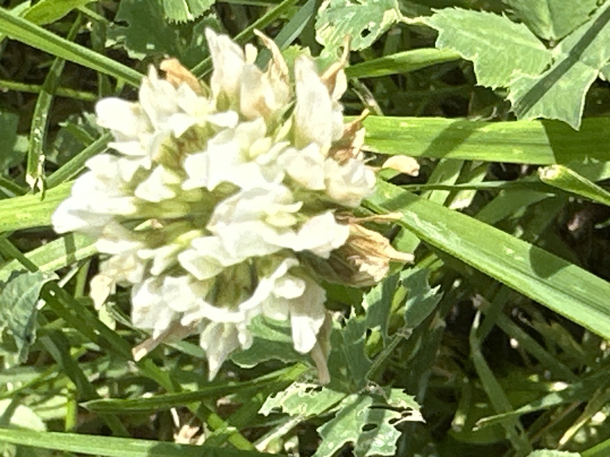 A close-up, outdoor, overhead shot shows a white flower with some brown and yellowing petals, clustered among vibrant green grass and leaves. The flower's head is round and somewhat dense, with multiple small petals radiating outwards. Some of the lower petals are browning and appear dried. The surrounding foliage consists of long, slender green blades of grass and broader, serrated green leaves, some of which exhibit small holes, possibly from insect damage. The lighting suggests a bright day, casting subtle shadows within the foliage. No people or animals are visible. The image was taken in the city of Znamya Oktyabrya, Russia.