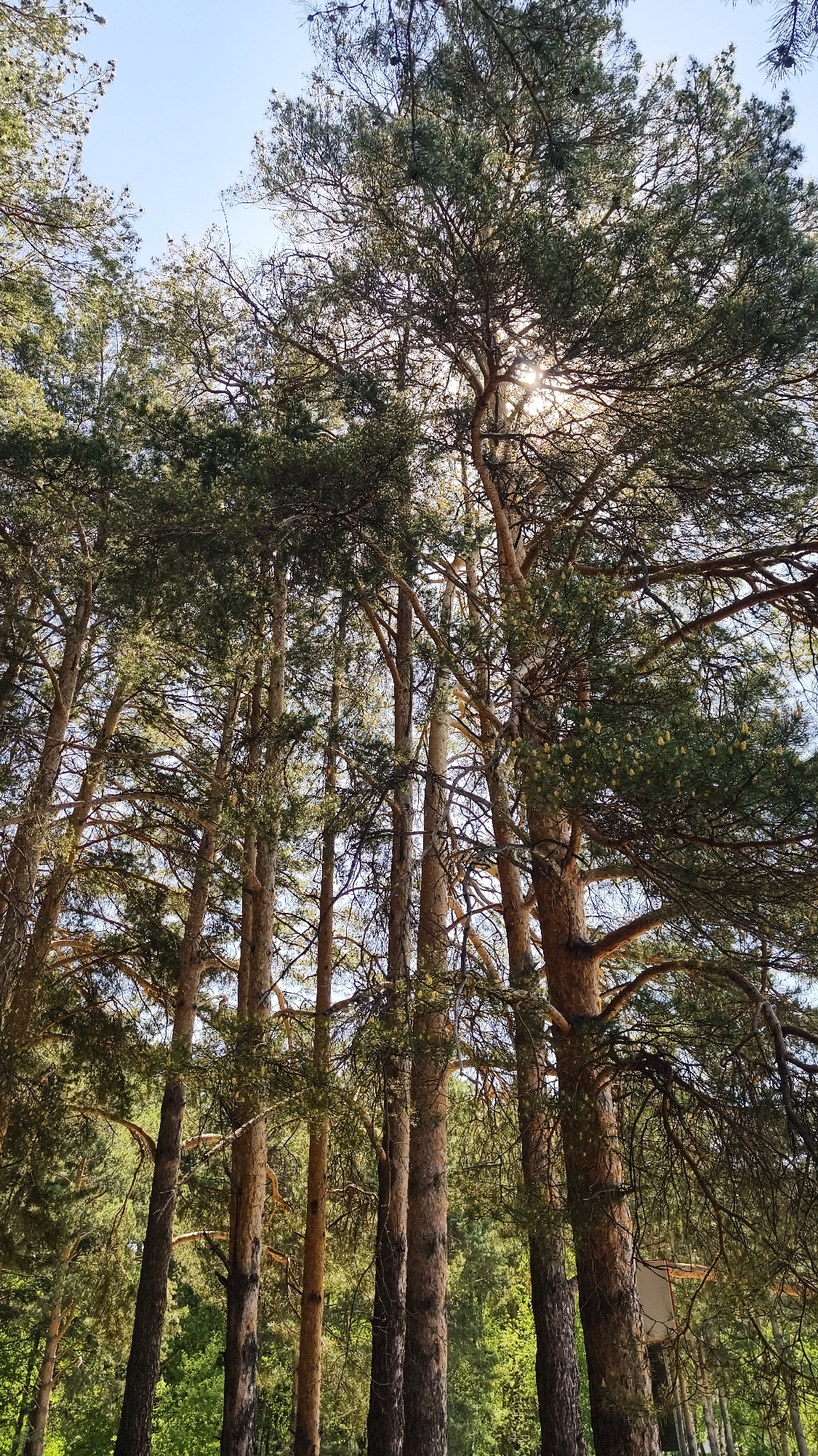 The image shows a dense forest with tall pine trees reaching towards a clear, blue sky. The sun is visible through the branches, creating a starburst effect. The tree trunks are varying shades of brown, and the needles are a mix of green hues. A small patch of green foliage can be seen in the lower left of the frame. The location is in the city of Chaikovsky, Russia.
