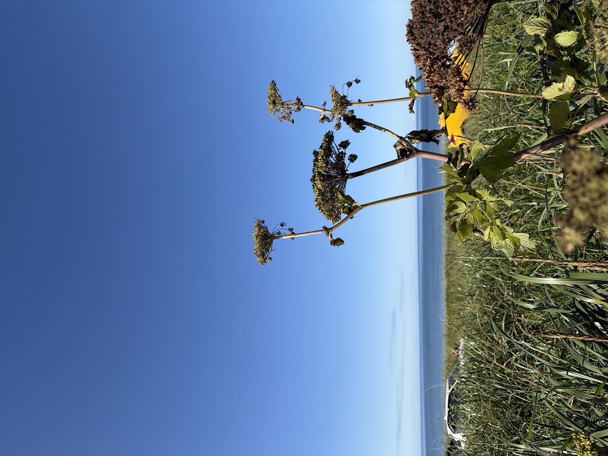 The image depicts a clear blue sky with a horizon line separating the sky from the ocean, which is calm and blue. In the foreground, several large, dried plants with umbrella-shaped seed heads are prominently featured, with one in the center of the frame showing green leaves. Behind these plants, tall green grass grows, and a white vehicle is partially visible through the grass. Further in the background, a bright yellow object, possibly a kayak or raft, can be seen. The scene appears to be a coastal area in Ozerskoe, Russia. There are no people visible in the image.