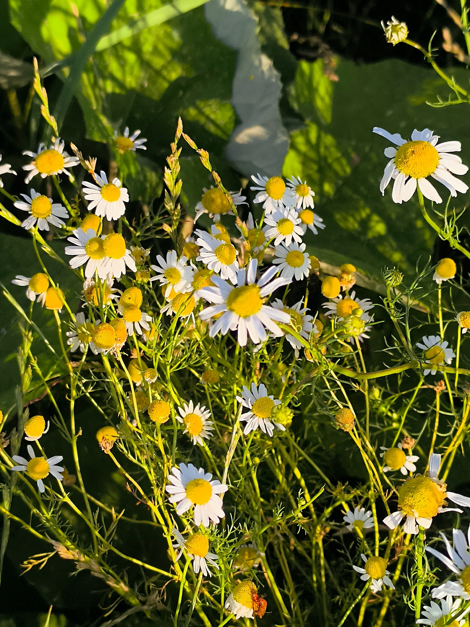 This is a close-up, low-angle outdoor photograph of a cluster of white daisies with yellow centers, backlit by natural sunlight. The flowers are in various stages of bloom, with some fully open and others still budding. Delicate green stems and feathery foliage fill the frame, creating a textured backdrop. The background is a soft blur of dark green and patches of lighter green, suggesting a garden or natural setting with ample foliage. The lighting creates strong highlights and shadows, adding depth and a sense of vibrancy to the scene. No people or specific landmarks of Almere, Netherlands are visible.