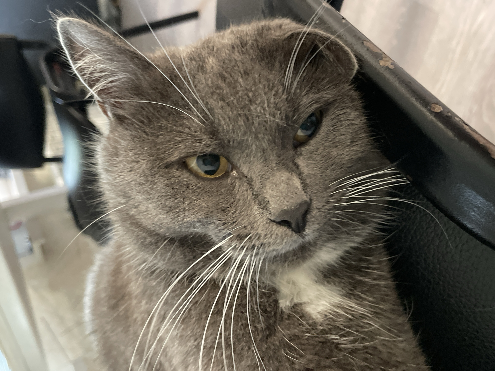 A close-up, low-angle shot shows a gray domestic cat with white whiskers lying on its side, facing the camera. The cat's head is tilted, and its eyes are partially closed. The background is blurred, showing a white surface and furniture. The location in the city of Кумёны, Russia, is not discernible from the image.