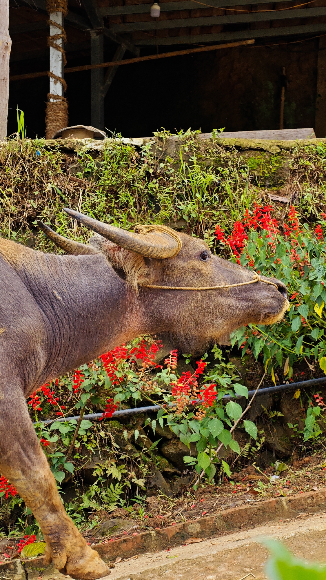 A water buffalo stands on a light-colored paved path, oriented towards the right, in Dế Xu Phình, Vietnam. The animal, exhibiting a dark gray-brown coat and prominent yellowish-brown horns, is fitted with a light-colored rope halter around its head and muzzle. It is positioned alongside an embankment densely covered with green foliage and numerous small red flowers. In the background, a shadowy structure is visible, characterized by exposed metal or wooden beams and a hanging white light fixture. A vertical post, wrapped in brown fibrous material, is partially discernible on the left side of this background element. A brick curb delineates the paved path from the base of the embankment in the lower right foreground.