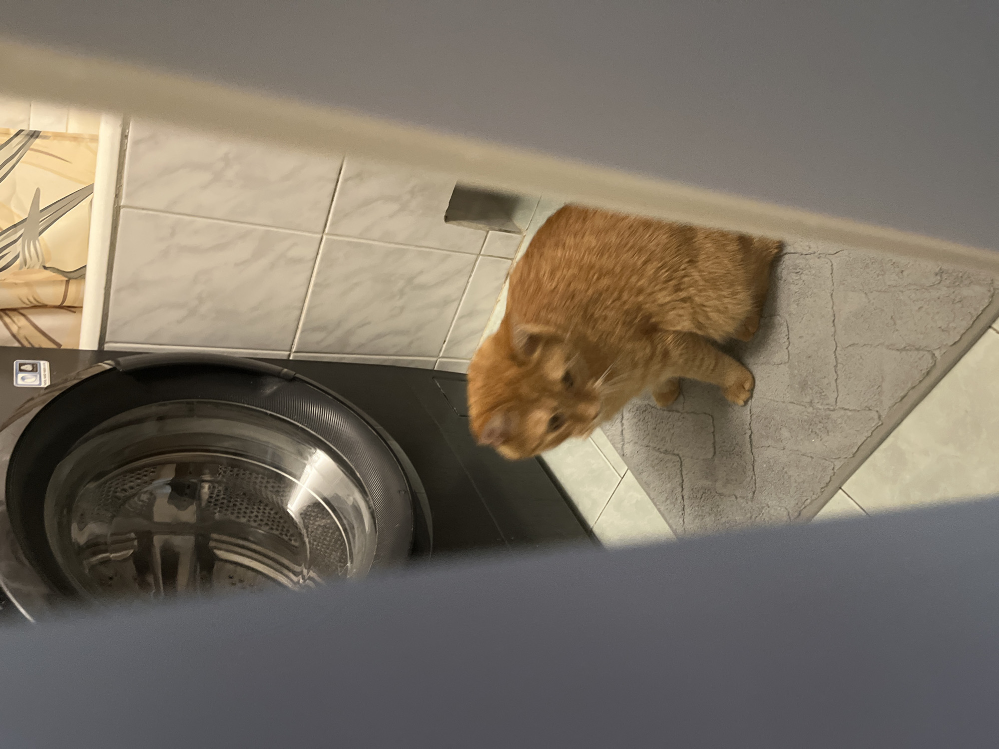 An orange cat sits on a grey bathmat in front of a washing machine. The cat is facing to the left and appears to be looking down. The washing machine is dark gray and has a circular glass door. Behind the washing machine, there are white tiles on the wall. A shower curtain with a pattern of leaves is visible above the tiles. The scene is indoors, likely in a bathroom. There are no visible people or any specific identifiable landmarks that would suggest a location within Kyiv, Ukraine.