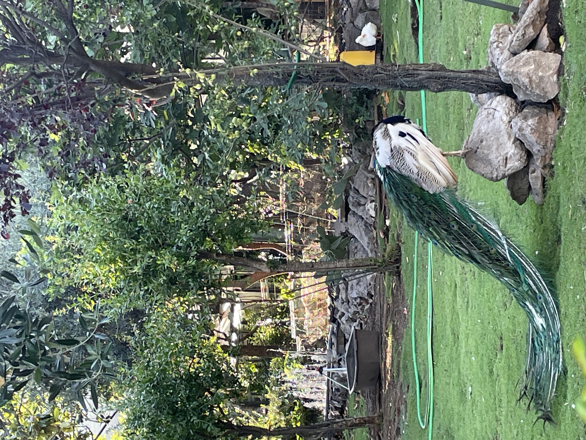 A peacock is perched on a rock formation in a garden setting. The peacock's plumage is predominantly white with a dark head and iridescent green tail feathers. A patch of well-manicured green grass surrounds the rock formation. A tree with green foliage and a visible trunk is to the left of the peacock. Behind the peacock and in the background, there are other trees and foliage creating a natural setting. The scene may possibly be located in a garden or park within the city of Budva, Montenegro.