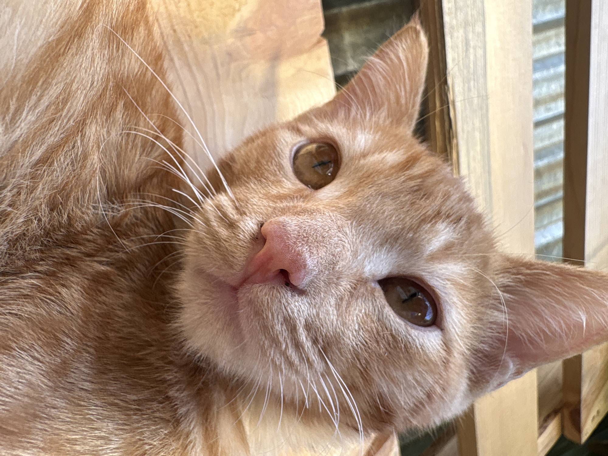 An extreme close-up of an orange tabby cat's face is shown from a low angle. The cat is lying down on a light-colored wooden surface with slats. The cat's fur is orange with darker orange stripes. Its eyes are amber with dark pupils. Its nose is pink. The cat's whiskers are long and white. In the background, there are more wooden slats that appear to be part of outdoor furniture. The image does not contain any elements that would allow for the identification of a specific location in Almaty, Kazakhstan.