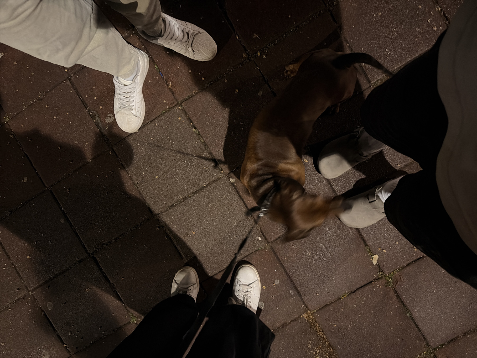 The image captures a low-angle, close-up view of people's legs and feet, along with a brown dachshund dog, on a brick-paved surface, likely a sidewalk. The lighting suggests it is nighttime, with shadows cast across the ground.
In the center of the frame, a brown dachshund is in motion, its body blurred due to movement. It is wearing a dark collar and is attached to a leash, which is held by an unseen person.
To the left of the dog, a person's legs are visible, clad in dark trousers and a light-colored shoe or slipper. Further left and partially visible is another person's leg in dark trousers and a light gray shoe.
Above and slightly to the right of the dog, the legs of two people wearing white sneakers are visible. One person is wearing dark trousers, while the other has on light-colored trousers. The ground is made of dark reddish-brown rectangular bricks laid in a grid pattern, with some sparse green vegetation growing in the cracks. The overall impression is a casual outdoor scene, possibly in an urban environment.