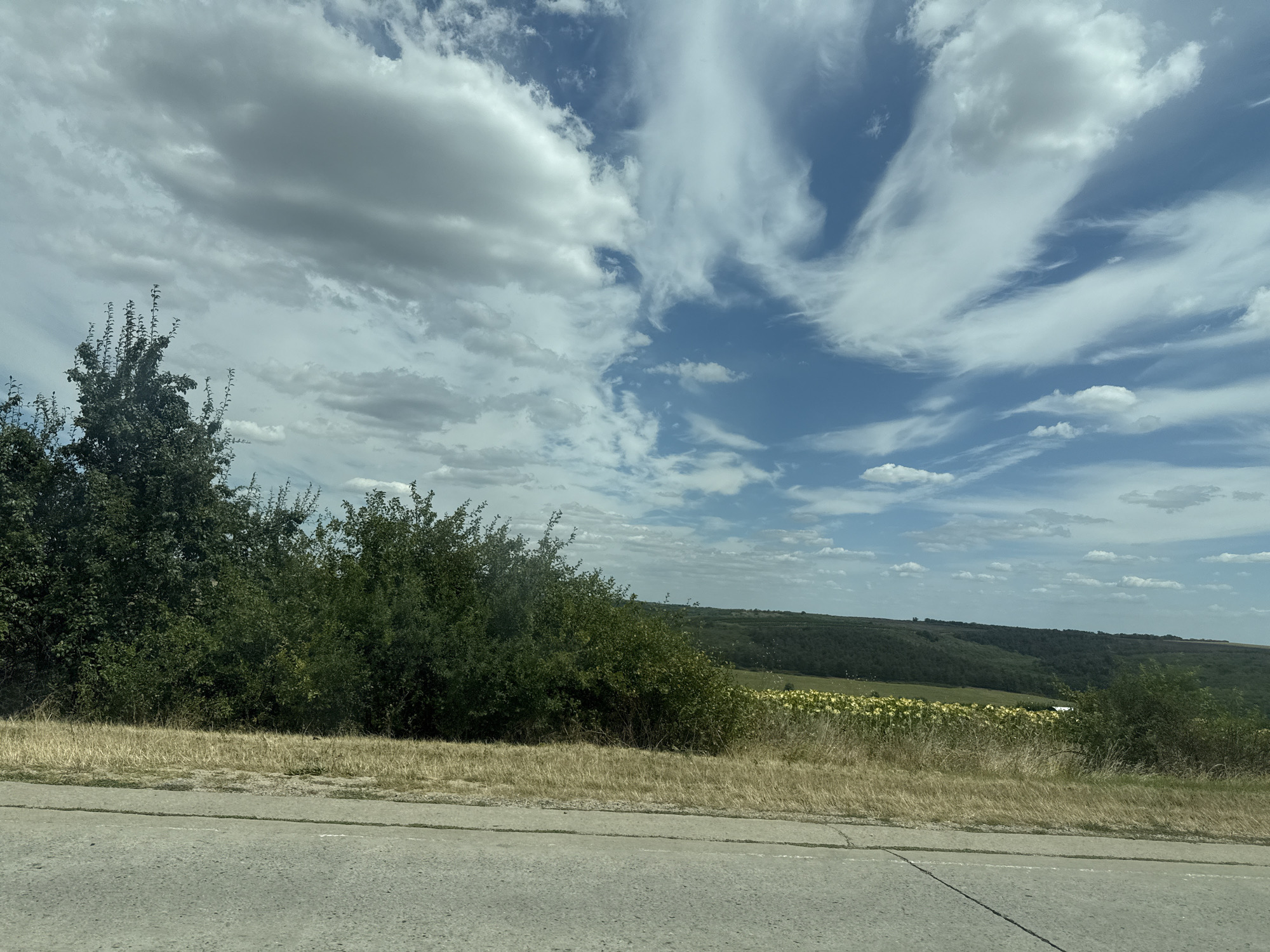 The image depicts a rural landscape under a partly cloudy sky, likely captured from the side of a road. In the foreground, a grey asphalt road runs horizontally, showing a visible crack. Beyond the road, a strip of dry, yellowed grass separates it from a dense line of green bushes and trees. Further back, a field of sunflowers, characterized by their yellow blooms, stretches across a gentle slope. The background is dominated by rolling hills covered in lush green vegetation, with more trees and bushes dotting the landscape. The sky above is a vibrant blue, streaked with wispy white clouds that create a dynamic, atmospheric effect. The scene is devoid of any human presence or activity. The provided location context suggests this scene is from Horesti, Moldova.