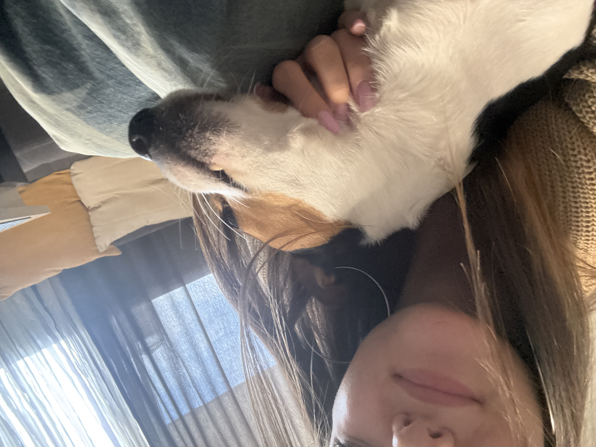 The image shows a person with long brown hair and light skin. They are wearing a gold earring. A dog with white and brown fur is positioned on top of the person. The person's hand with light pink nails is on the dog. A tan pillow is behind the person and a blue curtain is in the background. The picture does not contain information that allows for locating it in Sofia, Bulgaria.