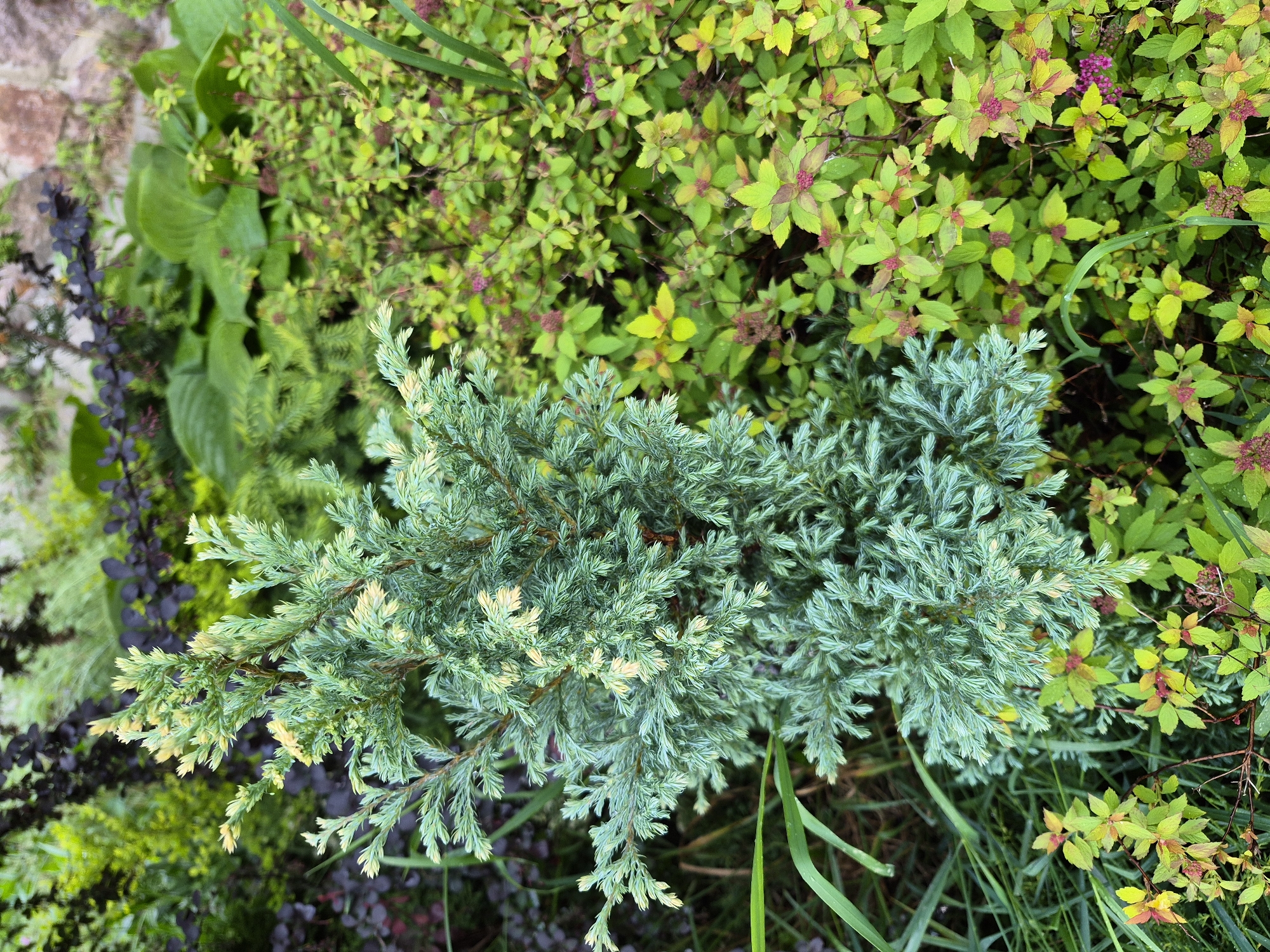 The image depicts a close-up view of a dense garden scene in Hlevakha, Ukraine. The central subject is a compact, conical conifer, likely a chamaecyparis or juniper cultivar, exhibiting finely textured, scale-like foliage. The dominant color of the conifer is a muted blue-green, with distinct patches of chartreuse to pale yellow variegation on the new growth and scattered throughout its branches.
To the right of the conifer, and extending into the foreground, is a dense mass of deciduous shrubs with small, ovate leaves. These leaves display a vibrant chartreuse to golden-green color, with many showing reddish-pink margins or tints, and some instances of small, undeveloped reddish-purple flower buds, indicative of a Spiraea japonica cultivar (e.g., 'Goldflame').
In the background, visible through and behind the central plants, are various other garden plants. These include large, dark green hosta leaves, some darker-leaved shrubs (possibly Berberis or similar), and other general green foliage, some appearing blurred due to shallow depth of field. A blurred, reddish-brown stone or brick wall is discernible in the upper right background. The ground visible at the bottom and left consists of dark soil and scattered blades of green grass or similar ground cover. The overall scene is lush and verdant, suggesting a well-maintained garden bed. No people or animals are present.