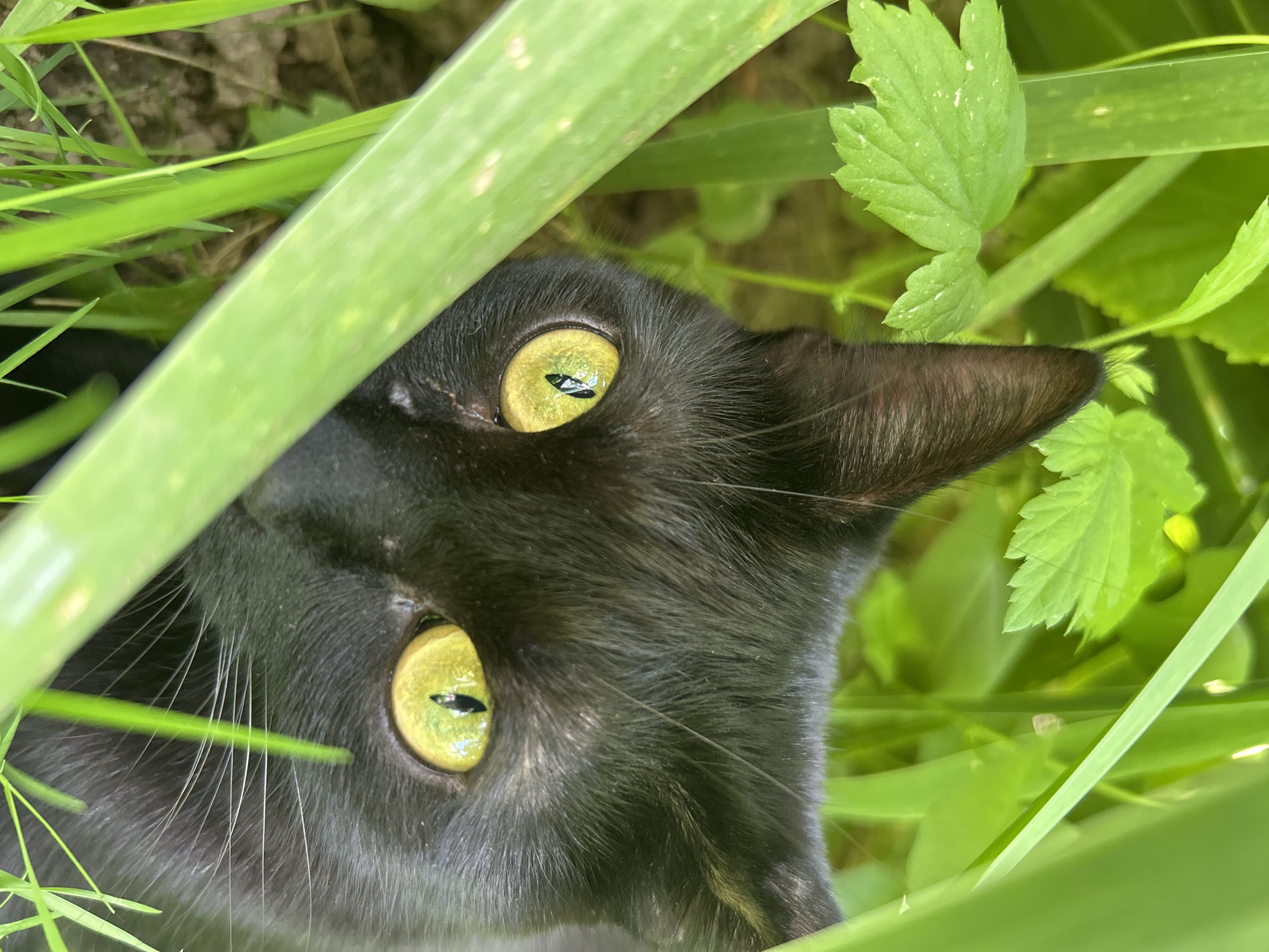 A black cat with vibrant yellow eyes peeks out from behind lush green foliage. The cat's face is partially obscured by tall grass blades, with only its eyes, forehead, and one ear clearly visible. The background consists of out-of-focus green leaves and stems, suggesting an outdoor environment. The lighting appears natural, casting subtle reflections within the cat's pupils. The image is a close-up, focusing on the cat's gaze and its camouflage within the vegetation. The scene is set in Ozeretskoe, Russia, implying a natural or garden setting.