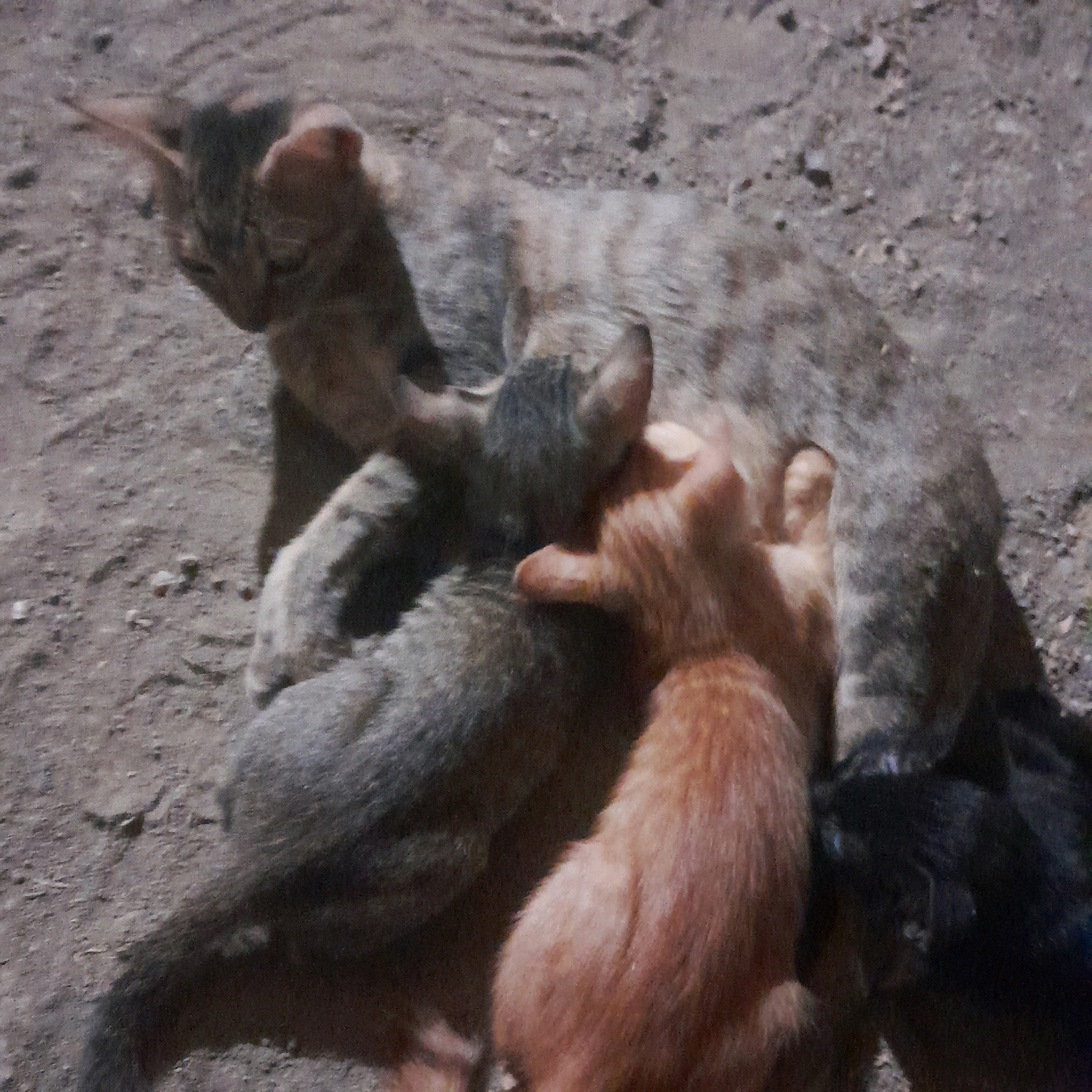 A mother cat, likely of tabby and calico coloring, nurses several kittens. Two kittens are clearly visible: one is orange and the other appears to be gray. The mother cat is lying down on what appears to be a dirt or gravel surface. The lighting suggests it may be outdoors, possibly in a rural or urban alley. The image quality is low, with graininess and a lack of sharp detail, making it difficult to ascertain the exact location within "Unknown, Unknown". The overall scene depicts a natural, maternal interaction between the cats.