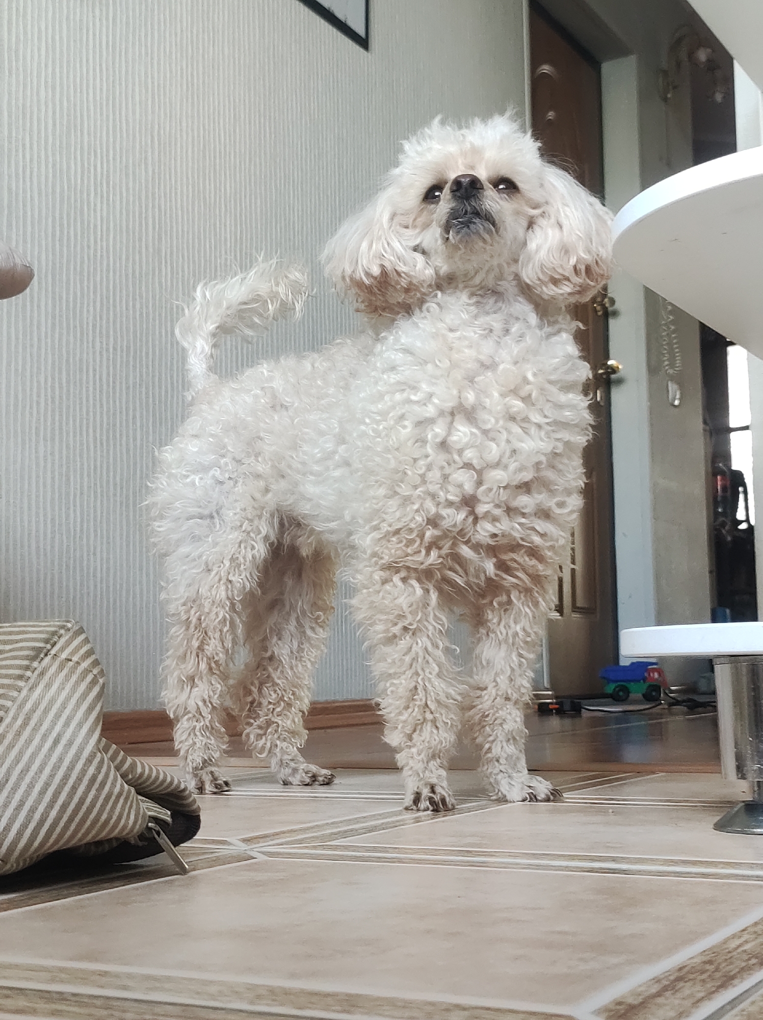 A medium-sized, white poodle is standing on a tiled floor. The dog is facing forward, with its head tilted slightly upwards. To the left is a striped bag or cushion. Behind the poodle, there's a door, a white table leg, and a child's toy truck. The room has vertical striped wallpaper. The location is Chaikovsky, Russia.