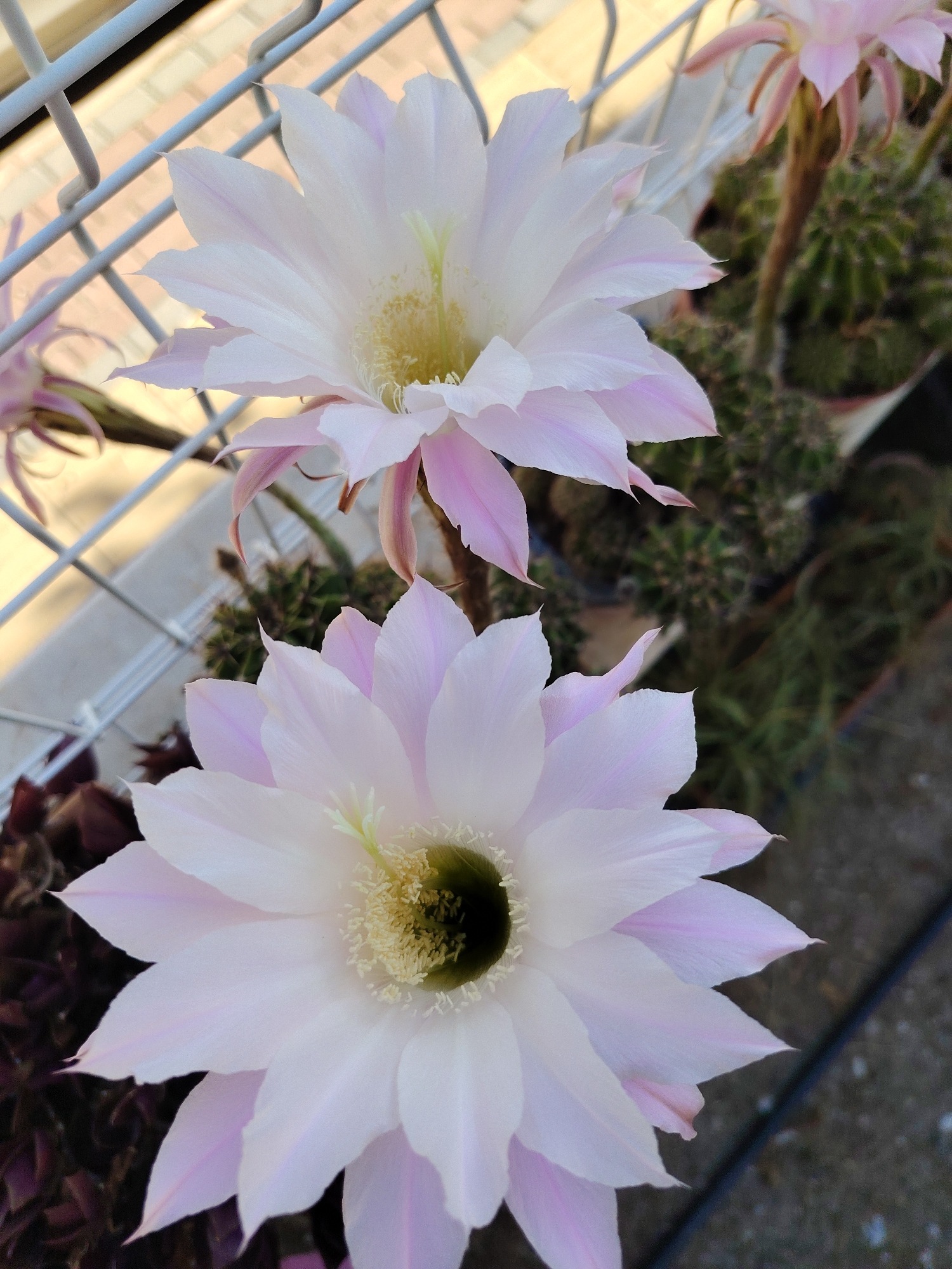 This is a close-up, eye-level, vertical, outdoor photograph of two large, pale pink and white cactus flowers in full bloom. The flowers have multiple delicate petals and prominent yellow stamens. The foreground features a cactus with dark reddish-purple leaves on the left. The background shows more green cacti in pots, a metal fence, and a grey concrete surface. The lighting suggests it is daytime. The location is Konyaaltı, Turkey.
