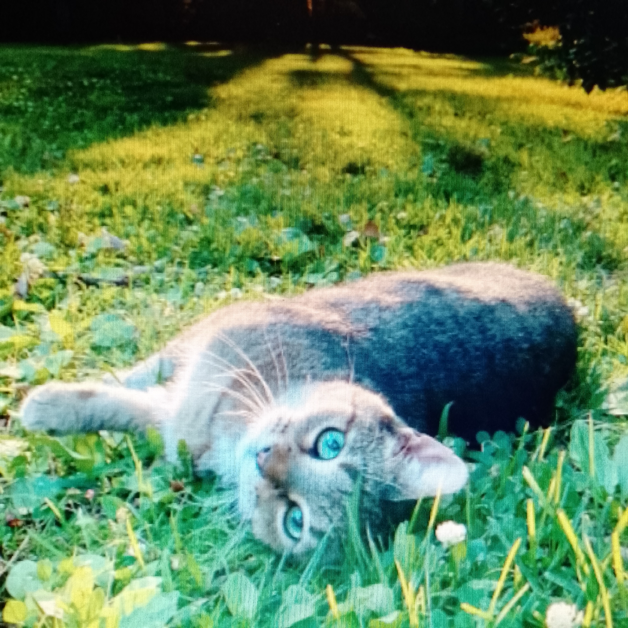 A cat is lying in green grass. The cat has gray and white fur and blue eyes. The cat is lying on its back and looking up at the camera. The location is Unknown, Unknown.
