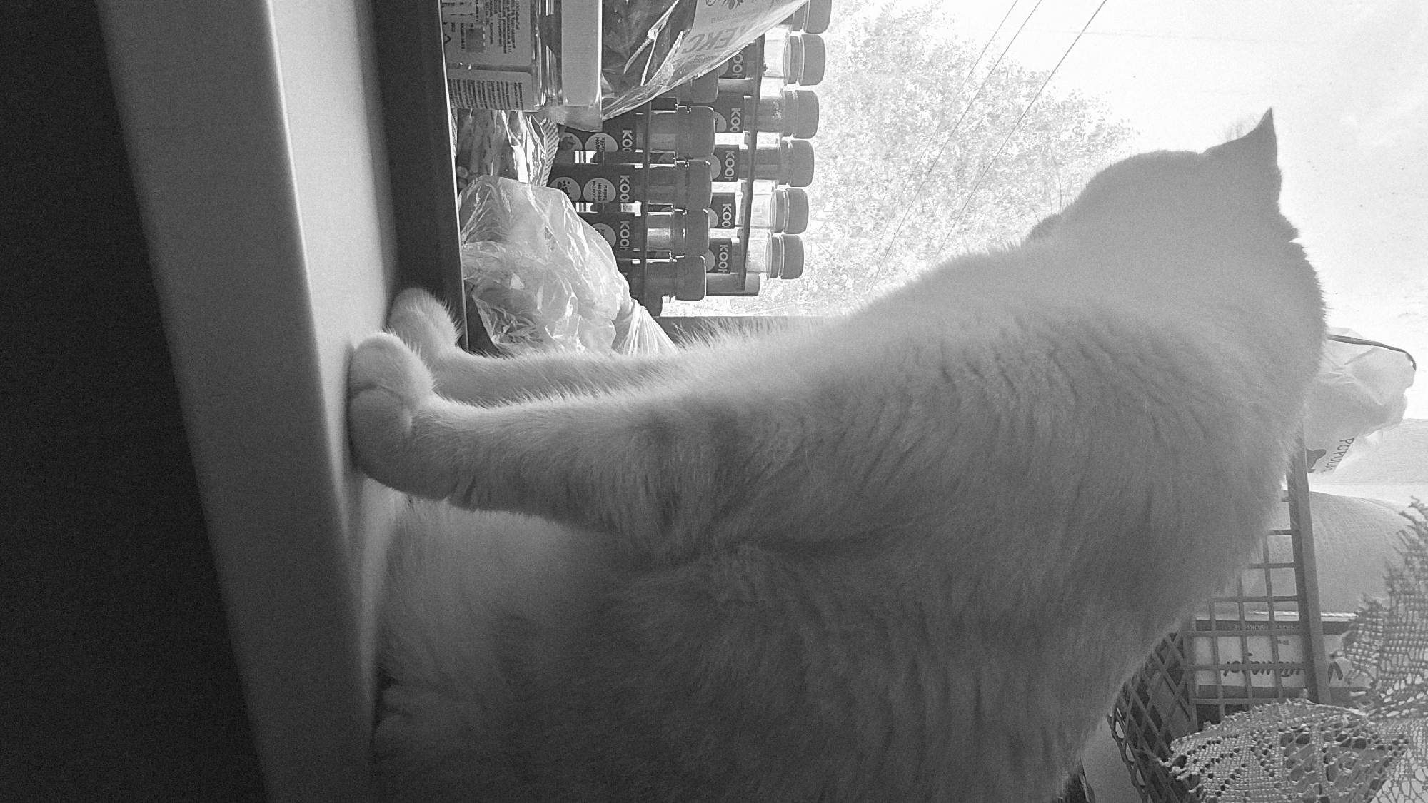 A black and white image shows a white cat sitting on a windowsill, facing away from the camera and looking out a window. The cat's fur is fluffy, and its paws are visible resting on the sill. Behind the cat, on the windowsill, are several rows of small jars or containers, some of which appear to be spice jars. There are also plastic bags and other assorted items on the sill. The background outside the window shows trees and what appears to be a bright sky. A shelf with various items, including a woven basket and decorative lace, is visible above the windowsill. The lighting is natural, coming from the window. The scene is indoors, likely in a domestic setting.