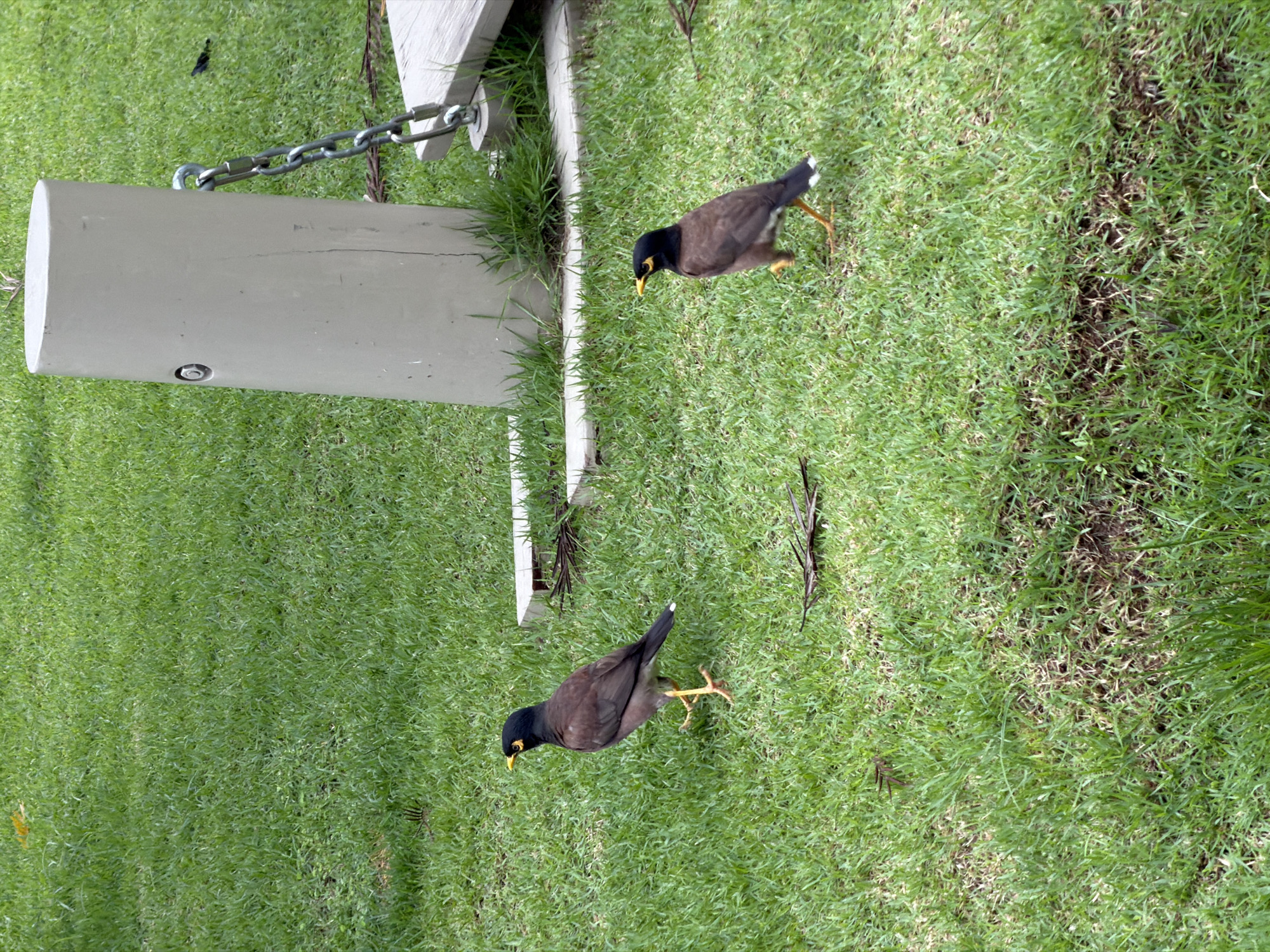 This media file shows a top-down view of two myna birds on a grassy area with a portion of a light-colored, cylindrical post in the left foreground. A metal chain is attached to the post and extends out of frame to the upper left. The post has a small circular indentation. The grass is green and appears well-maintained, with some areas of dry patches. The birds are dark brown with black heads and yellow beaks and wattles. One bird is closer to the post, and the other is further away, both appearing to be foraging or walking on the grass. The lighting suggests it is daytime, and the overall scene is consistent with an outdoor park or garden setting. There is no visible text in the image.