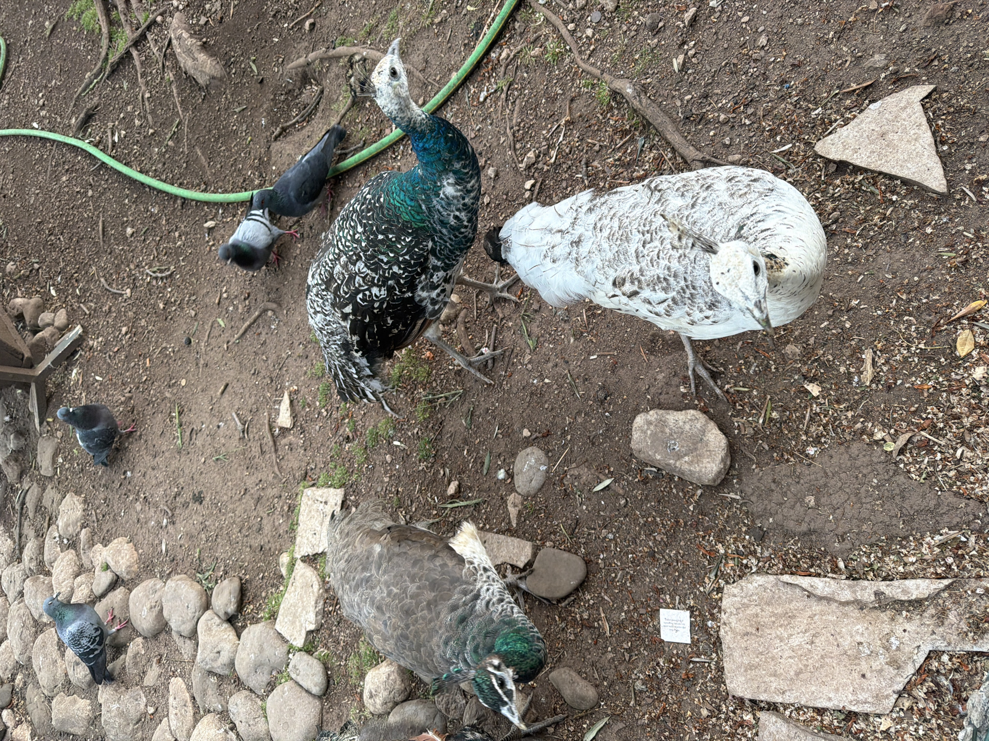The image depicts a ground-level view of an outdoor area, likely in the city of Budva, Montenegro, though specific landmarks are not visible. The ground is primarily dirt and gravel, with some patches of grass and small stones. A green hose lies on the ground. There are several birds in the scene: three peacocks (one white, one dark patterned, and one gray with green accents) and four pigeons. The peacocks are scattered across the frame, while the pigeons are mostly clustered together on the left side of the image. The overall scene appears to be a natural environment, possibly a park or garden within the city.