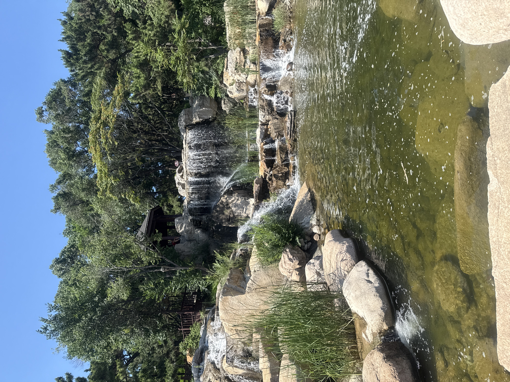 This image depicts a multi-tiered waterfall and pond, likely a man-made water feature within a park. The foreground shows a greenish pond with visible rocks beneath the surface and small white bubbles on top. Large, light-colored rocks line the edge of the pond, with tall, green reeds growing between them. The middle ground features the waterfall, cascading over various rocky ledges and interspersed with more reeds and greenery. A wooden structure, possibly a gazebo or pavilion, is visible nestled among the trees behind the upper part of the waterfall. The background is dominated by lush green trees and a clear blue sky. This scene is located in the Pigeon Nest Park in Qinhuangdao, China. There are no discernible people or animals actively engaged in the scene, though a figure in red is visible sitting in the wooden structure. The overall impression is one of a tranquil, naturalistic landscape designed for public enjoyment.