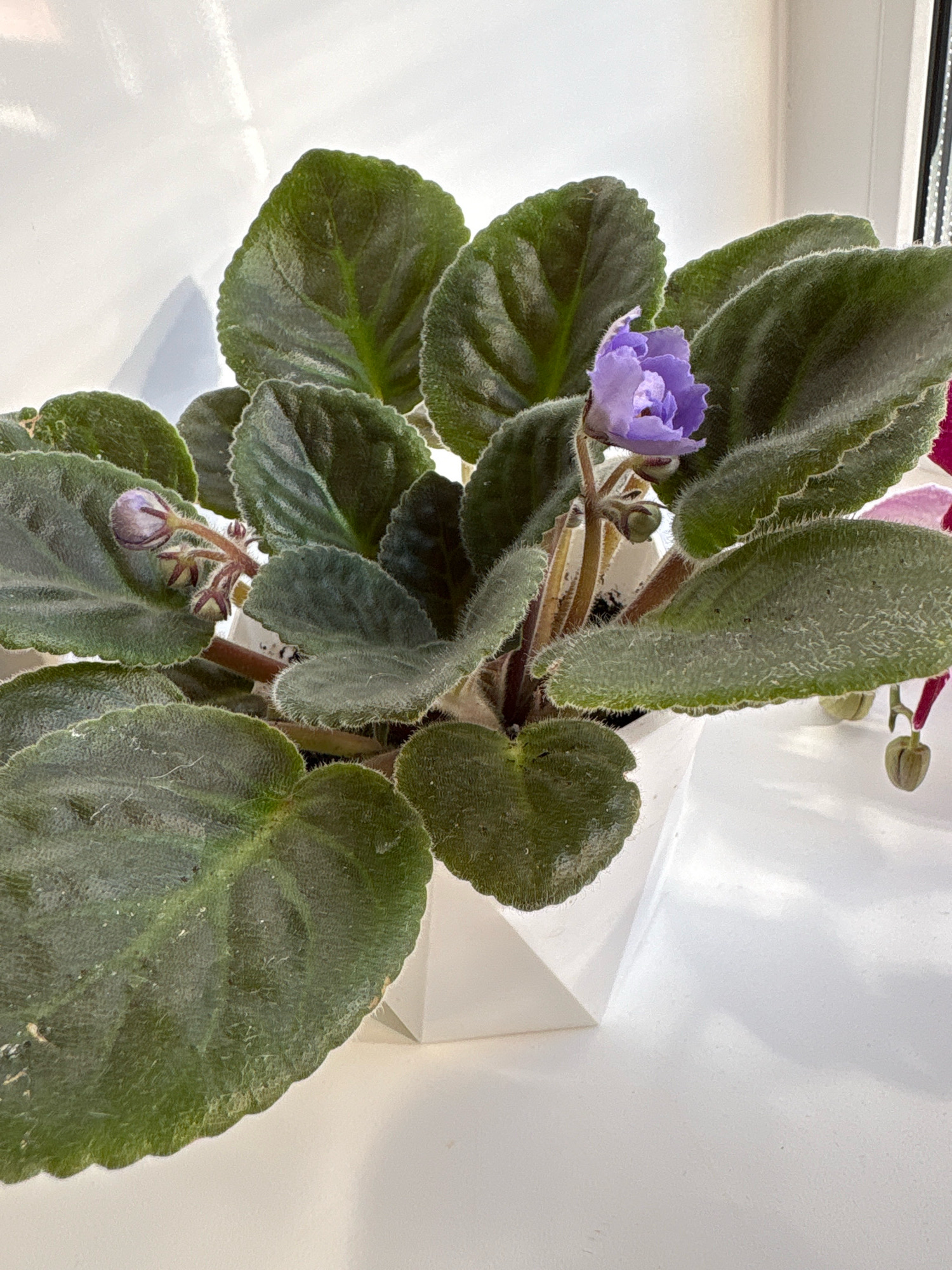 A close-up, eye-level shot features a potted African violet plant with lush, dark green, fuzzy leaves and a single blooming purple flower, along with a few closed buds. The plant is housed in a geometric white pot. The background consists of a bright, white surface, likely a windowsill, with diffuse light creating soft shadows. The overall impression is one of indoor cultivation, possibly in a home or office setting. The scene is static and peaceful. There is no indication of a specific location in Murakino, Russia, or any people present.