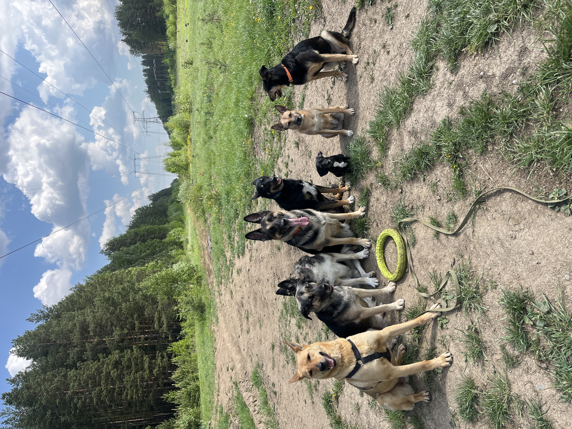 The image shows a group of seven dogs sitting or standing in a line on a dirt path. The dogs vary in size, color, and breed. From the bottom of the image going up, the first dog is tan with a black harness and its mouth open in a smile. The next three dogs are mostly black or gray with varying amounts of tan or white fur. The fifth dog is black with tan markings on its legs and face and its tongue is hanging out. The sixth dog is tan with a black muzzle. The seventh dog is black with tan markings around its face and legs and an orange collar. There is a green frisbee-like object next to the fourth dog, and a green leash near the first. The background includes green grass and trees, as well as power lines and a cloudy sky. There is no visible evidence to confirm or deny that this image was taken in Nizhny Tagil, Russia.