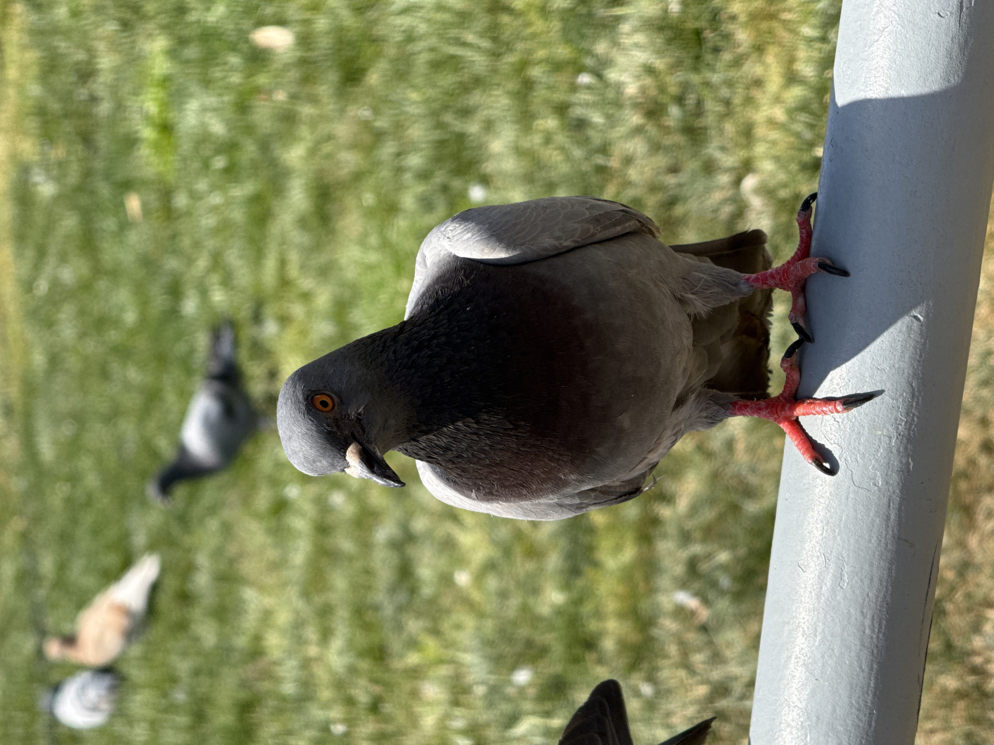 A close-up, high-angle shot depicts a pigeon perched on a gray metal pole. The pigeon has gray and black plumage, with reddish-pink feet gripping the pole. Its head is turned slightly towards the viewer, revealing an orange eye. In the background, out of focus, is a grassy area with other pigeons. The location is likely Barcelona, Spain, based on the presence of pigeons commonly found in urban environments. The metal pole suggests it might be part of a park or urban structure.