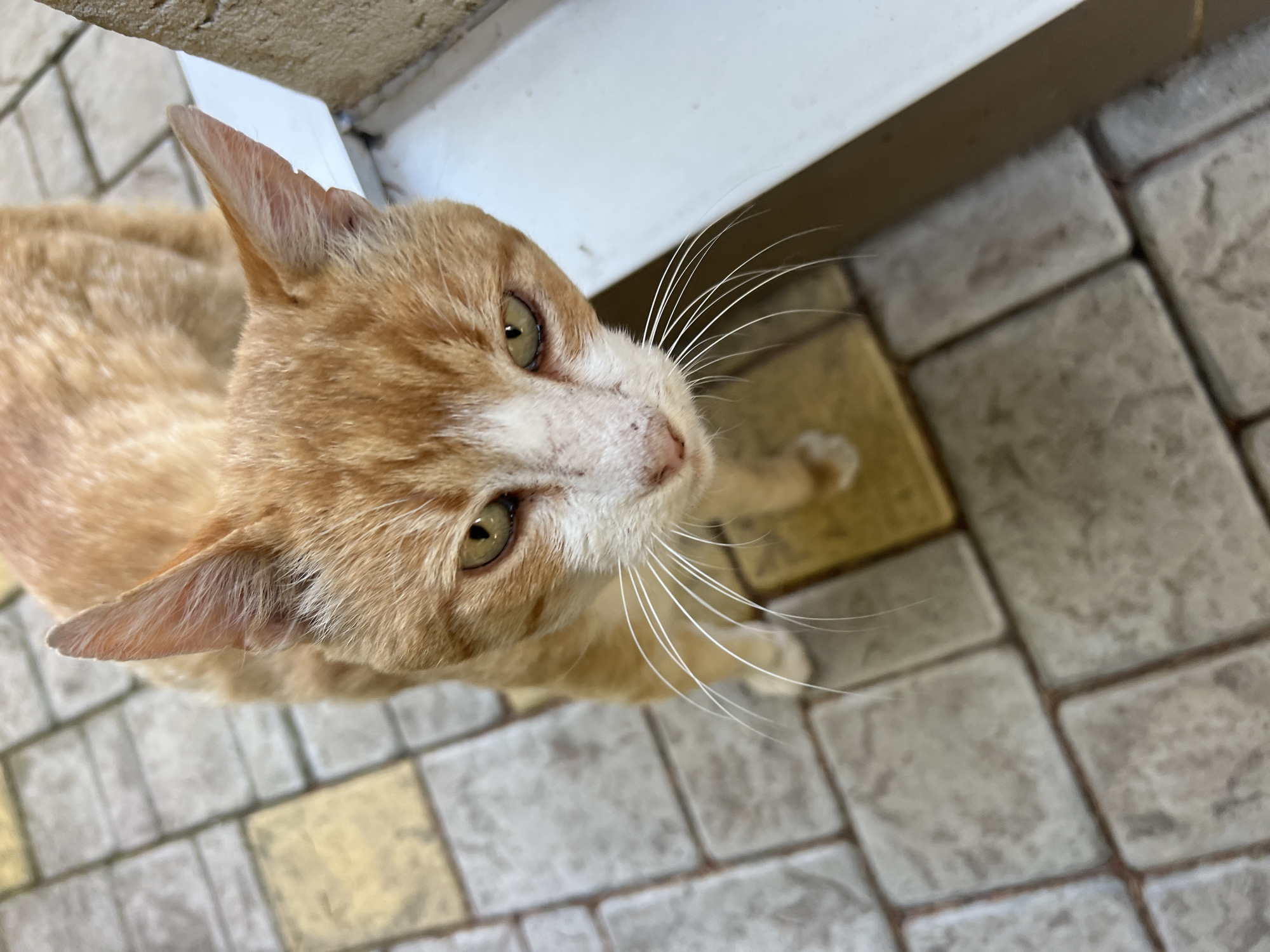 A ginger and white cat with green eyes is looking down at the camera. The cat is standing on a cobblestone path in what appears to be an outdoor setting, possibly a city street or courtyard. The cobblestones are in shades of grey and yellow. A white structure, possibly a wall or ledge, is visible to the right of the cat. There is no indication of human presence in the image. The scene is devoid of any action or interaction. The location is not specified in the image.