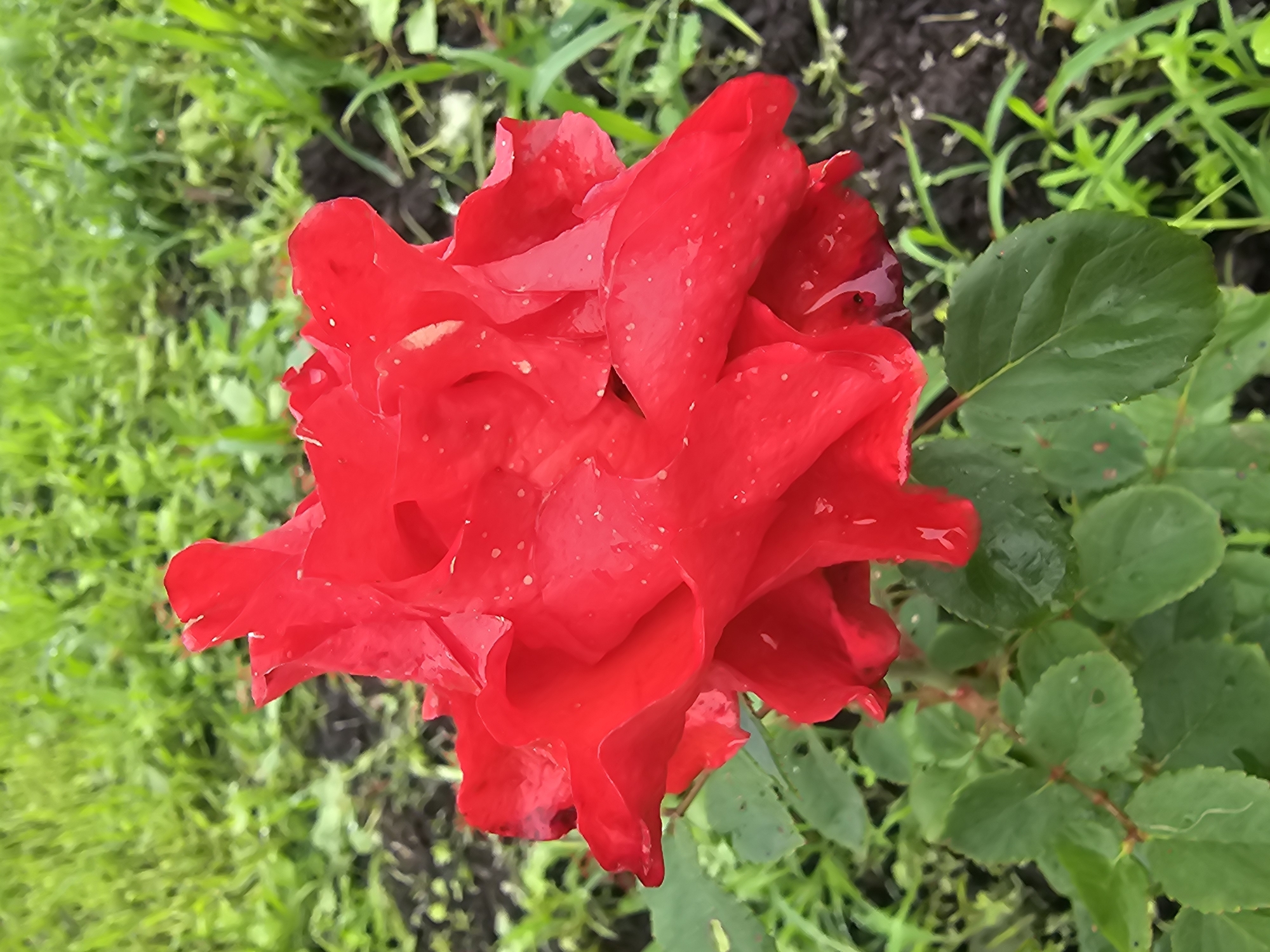 A close-up, vertically oriented shot focuses on a vibrant red rose in bloom. The rose is the central subject, with its petals slightly unfurled and showing a glossy texture, possibly from water droplets scattered across their surface. The background is a blur of lush green foliage, suggesting an outdoor garden setting. The composition is tight, with the rose filling a significant portion of the frame. No people or specific landmarks indicating Kalinovka, Russia are present in the image.